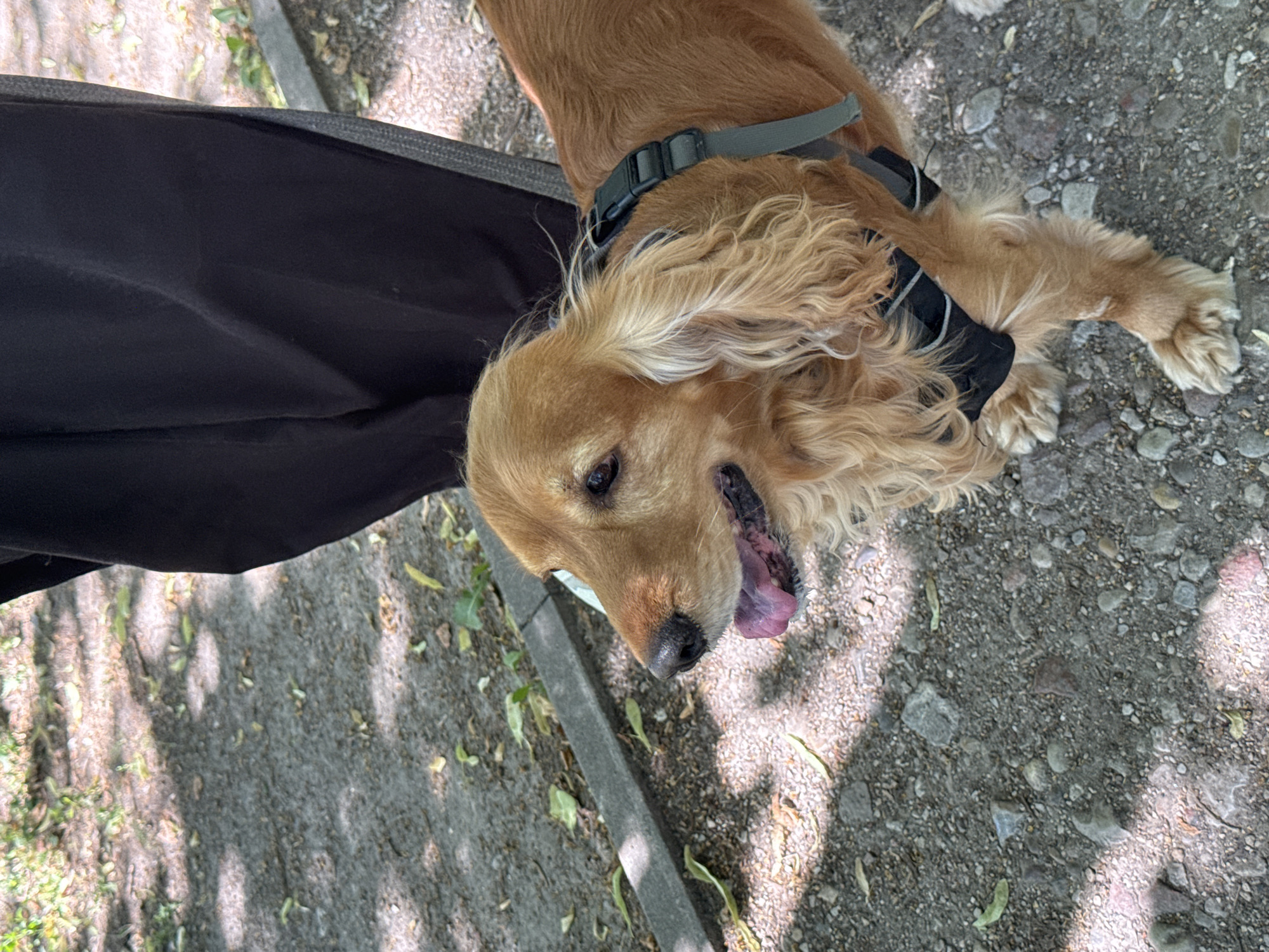 A medium shot captures a golden-brown cocker spaniel dog standing on a gravelly surface with scattered leaves. The dog is facing left, with its mouth open and tongue slightly extended. Sunlight filters through the trees, casting dappled shadows on the ground. In the background, a person wearing dark pants stands, partially obscuring the scene. The dog is wearing a black and grey harness.