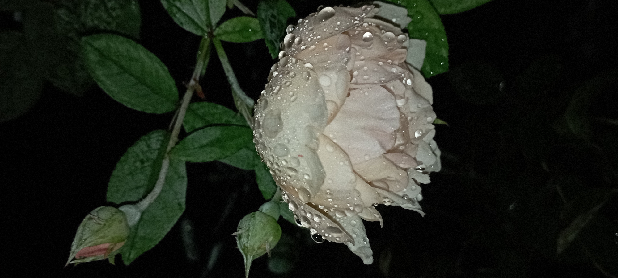 A close-up, dimly lit, vertical photograph captures a pale pink rose in bloom, covered in numerous water droplets. The rose is positioned on the right side of the frame, its petals slightly unfurled and drooping, glistening with moisture. Two rosebuds are visible on the left: one larger and partly open, showing a hint of pink inside, and another smaller, tightly closed bud positioned below it. Lush green leaves, also speckled with water, frame the rose and buds, extending into the dark background. The overall impression is one of a garden scene after a rain, set against a dark, indistinct backdrop that suggests nighttime or a shaded area. No specific location in Radisne, Ukraine, is depicted in the image.