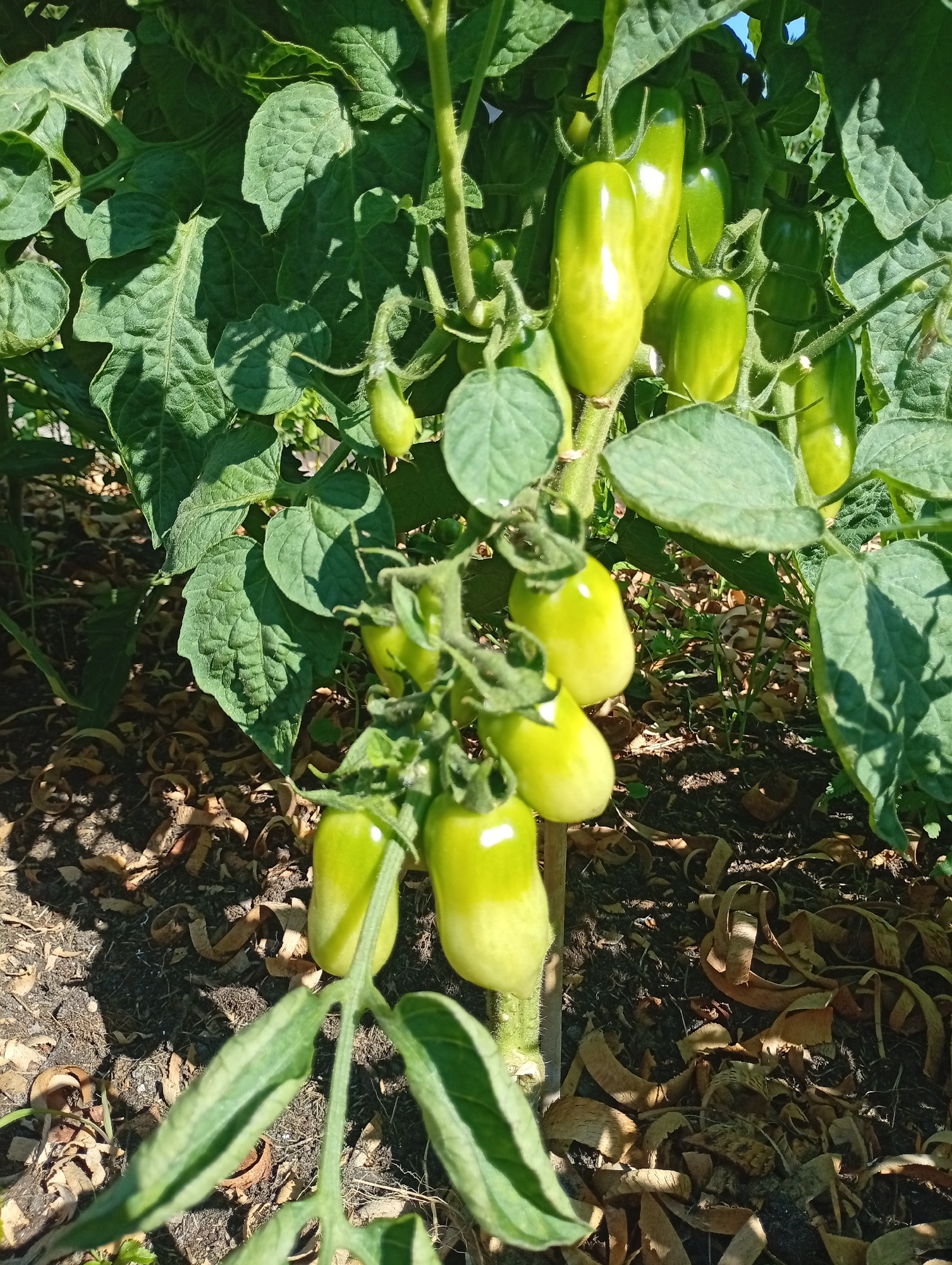This is a close-up, eye-level shot of a tomato plant in what appears to be a garden. The plant is laden with numerous green, oblong tomatoes, some of which are beginning to ripen. The tomatoes are clustered on branches, with some higher up on the plant and others lower down. The leaves of the plant are a vibrant green, with some evidence of dappled sunlight and shadow. The ground beneath the plant is covered with dark soil and dry, brown organic matter, possibly mulch or fallen leaves. The overall impression is one of healthy growth and an abundance of fruit. The image does not provide any information about the specific location in Holm, Germany.