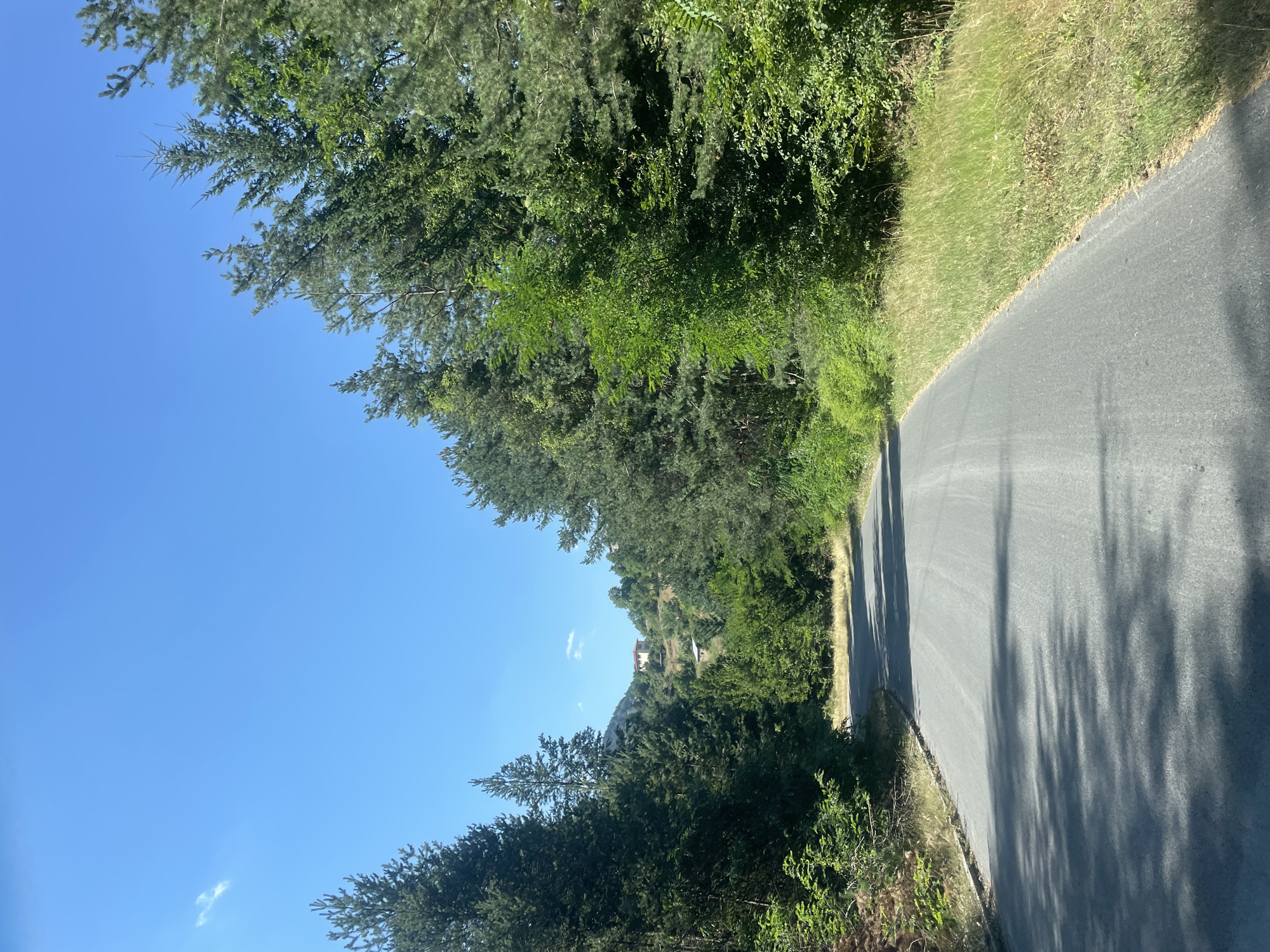 The image depicts a paved road winding through a forested area. Tall evergreen trees line both sides of the road, with patches of green grass and smaller bushes growing along the verges. In the distance, on a hillside, several houses with red-tiled roofs are visible, suggesting a small settlement. The sky is clear and blue, indicating a sunny day. The scene appears to be a rural landscape, likely in or around the village of Debelianovo, Bulgaria, given the context provided. There are no people or visible signs of recent activity. The overall impression is one of a peaceful, natural setting.