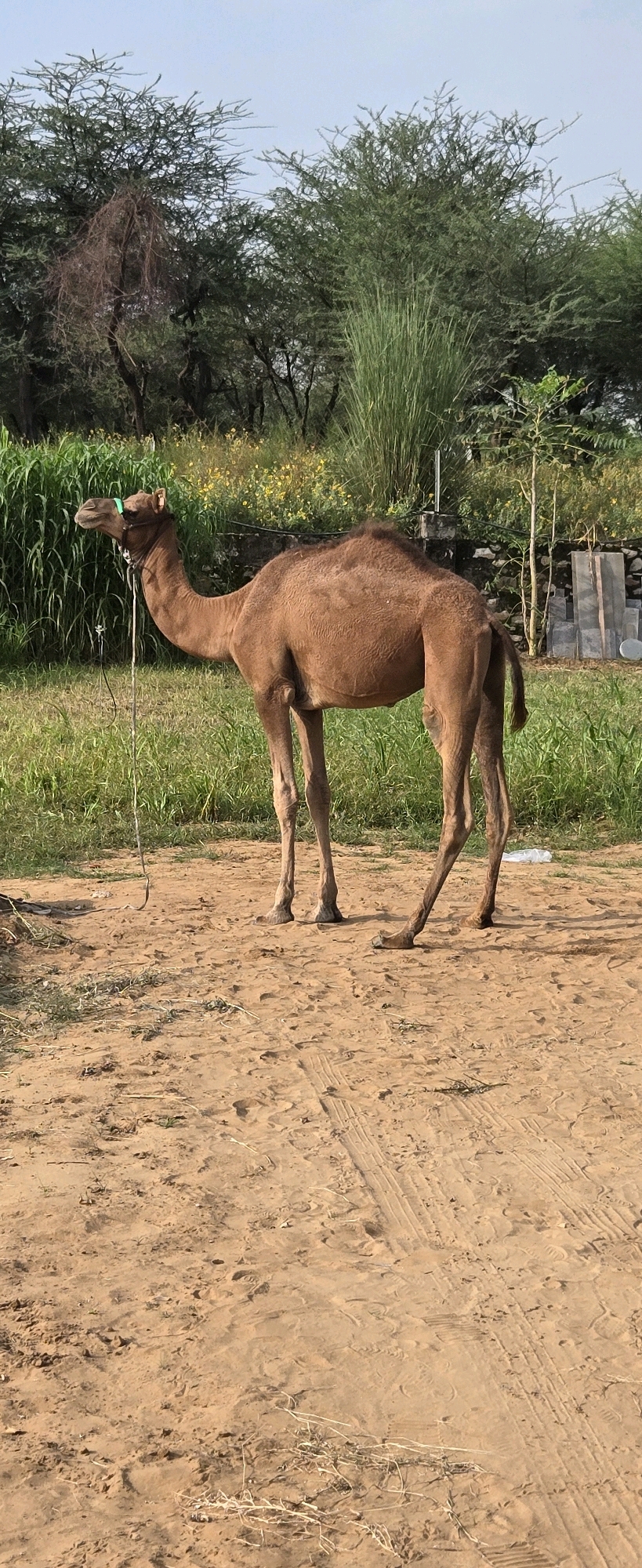 A lone camel stands on sandy ground in Dockiya, India. The camel is facing left, its head tilted slightly downwards. It has a brown coat and a rope tethered to its halter, which hangs loosely. Behind the camel, a lush green field stretches, dotted with yellow wildflowers and tall grasses. In the background, a line of trees forms a natural border, their branches reaching towards a clear blue sky. The ground in the foreground is predominantly sand, with tire tracks visible, suggesting it's a pathway or an open area. The scene appears to be an outdoor rural setting, likely a farm or a natural reserve.