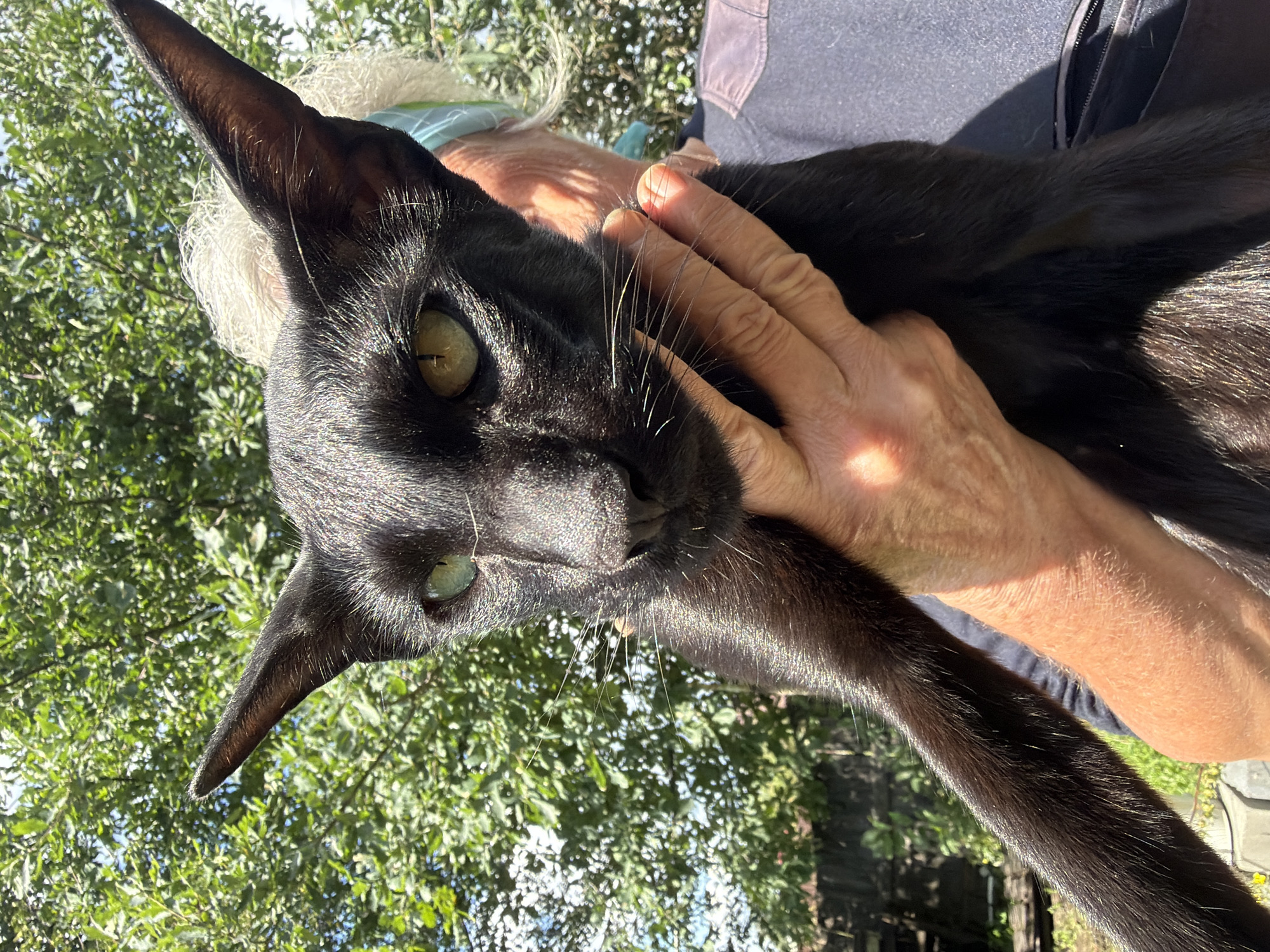 An outdoor, medium-shot photograph shows a person holding a black Oriental Shorthair cat. The cat's large, pointed ears and striking green eyes are prominent. Its sleek black fur is highlighted by the sunlight. The person's hand is visible supporting the cat's head and neck. In the background, green foliage from trees and shrubs is visible, suggesting a park or garden setting. The overall lighting indicates a sunny day. The photograph does not contain any discernible elements that would allow for its location to be specified as Novosibirsk, Russia.