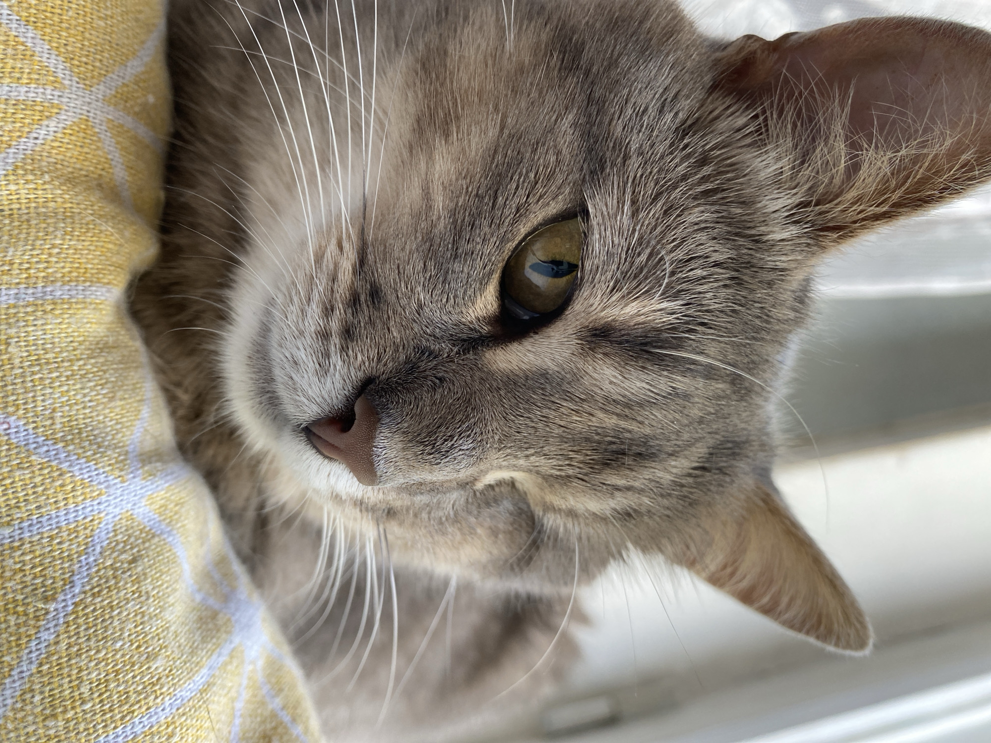 This is a close-up, eye-level, outdoor shot of a tabby cat's head. The cat is partially covered by a yellow and white patterned fabric, possibly a blanket or towel, on the left side of the frame. The cat's fur is gray and brown, with darker tabby markings. Its eye is a bright, reflective green with a dark pupil. The cat's nose is pinkish-brown and its whiskers are long and white. The background is blurred, but appears to be a light-colored surface, suggesting the cat is indoors near a window or outside in a bright, open area. The lighting is bright and natural, indicating it is daytime. The cat's gaze is directed towards the camera, and it appears relaxed and comfortable, possibly napping or simply observing its surroundings. No text is visible in the image.