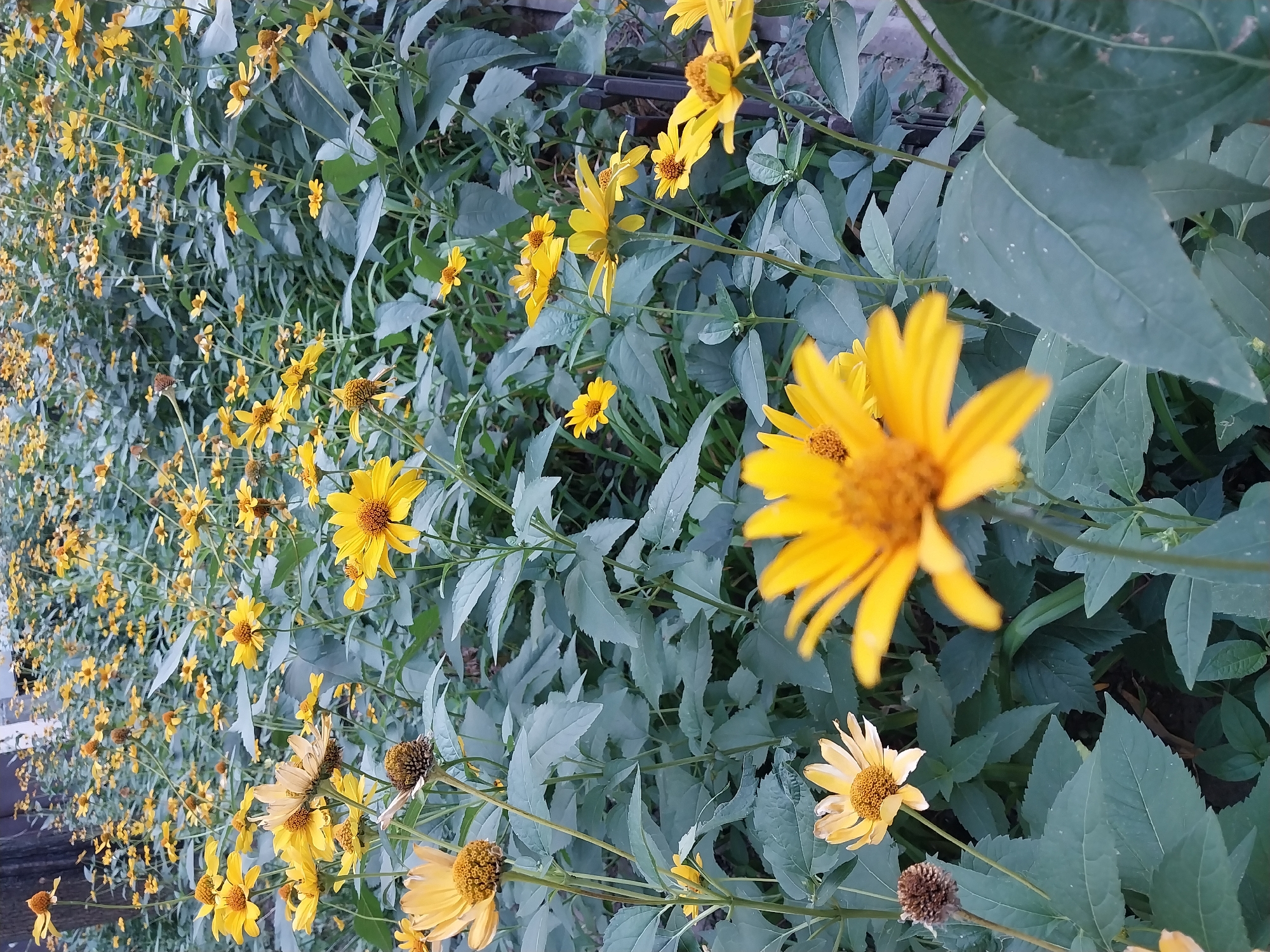 A dense cluster of bright yellow flowers with dark orange centers fills the frame, interspersed with broad, dark green leaves. The flowers vary in their stage of bloom, with some fully open and others appearing wilted or in the process of dying, revealing brown seed heads. The background is a blur of more flowers and foliage, suggesting a garden or naturalized area. A dark vertical element, possibly a tree trunk or fence post, is visible on the far left edge, and a hint of a metal fence or railing appears on the right. The overall impression is one of abundant, wild growth. Based on the distinct flora and the specific type of metal fencing observed, this scene is highly likely located in a park or botanical garden within the city of Dnipro, Ukraine, possibly in an area managed for naturalistic planting.