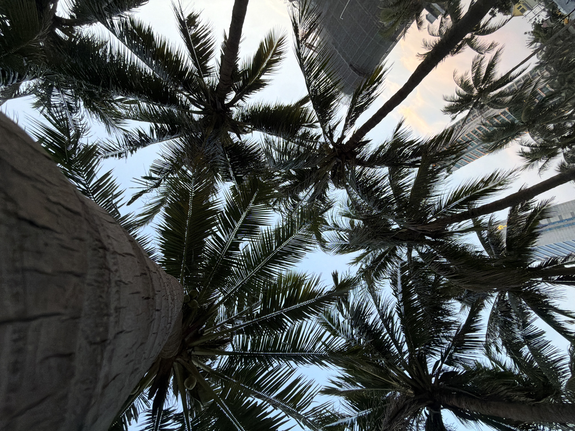 The image is a low-angle shot looking up at a cluster of palm trees in Đà Nẵng, Vietnam. The tree trunks are visible in the foreground, with the palm fronds filling the frame against a backdrop of a pale blue and slightly pinkish sky. A tall, modern building is partially visible between the trees in the background, suggesting an urban location. There are no people visible in the image.