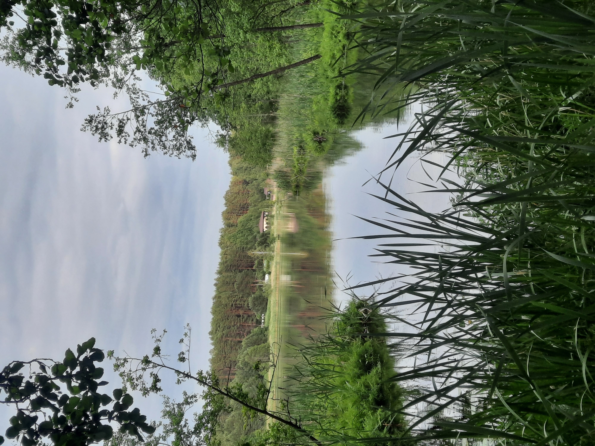 This is a wide-angle, eye-level, vertical shot of a calm lake in Parechcha, Belarus. In the foreground, tall green reeds and grasses grow along the water's edge, partially obscuring the lake's surface. The lake itself is still, reflecting the overcast sky and the lush green trees and a building on the far bank. The distant shoreline is densely wooded with tall coniferous and deciduous trees. A small, light-colored building is visible amongst the trees on the opposite side of the lake. The overall atmosphere is serene and natural.