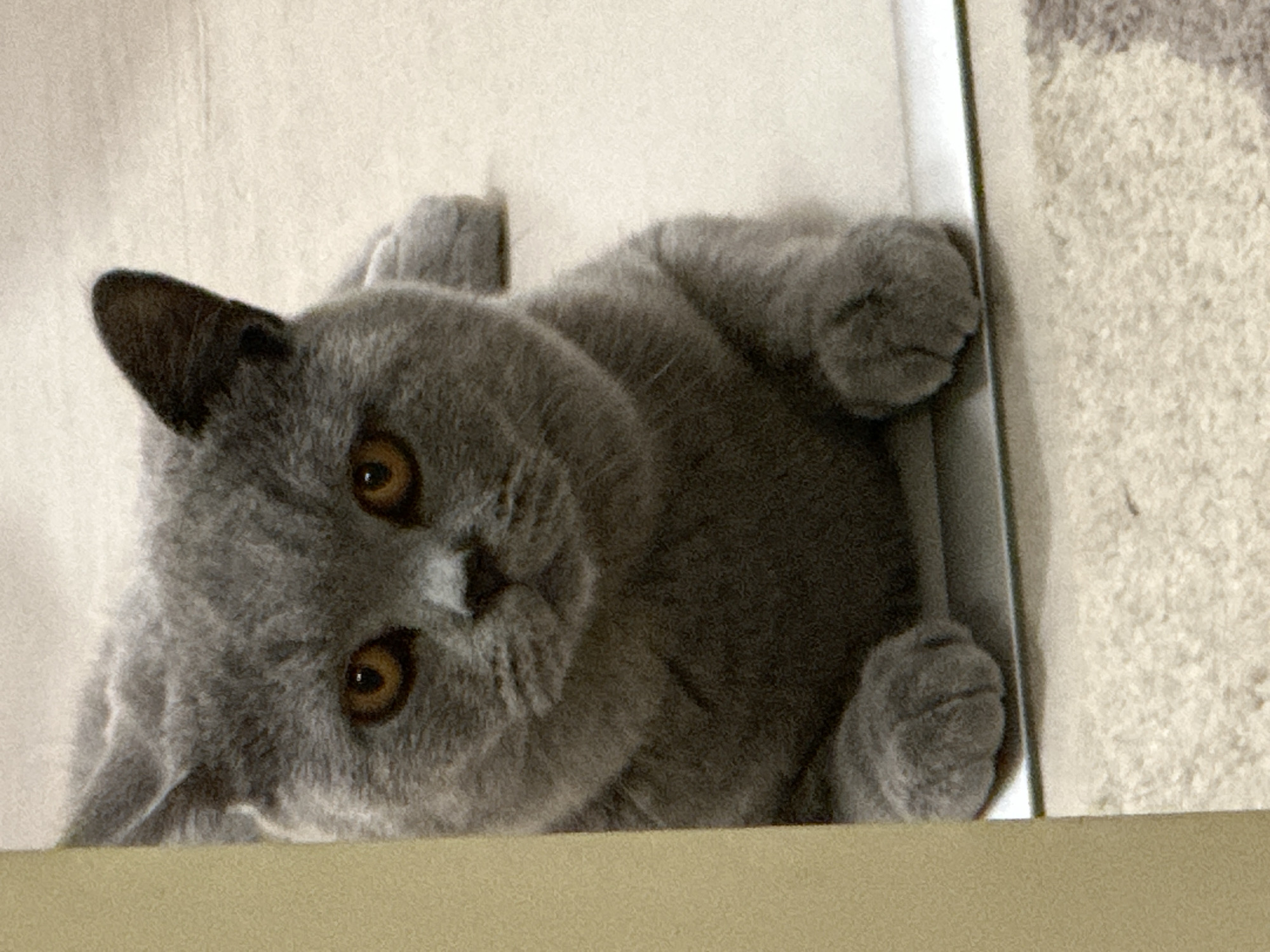 An image captures a close-up of a British Shorthair cat lying down. The cat is primarily grey with large, round, amber eyes and a short muzzle. Its ears are small and rounded, and its fur appears dense and plush. The cat is positioned on a light-colored, possibly carpeted surface, with a reflective surface, likely a mirror, in front of it. To the left, a plain, beige surface, possibly a wall or furniture, partially obscures the cat. The lighting suggests an indoor setting. The cat appears relaxed, with its front paws tucked beneath its chest. The background is a soft, blurred beige.