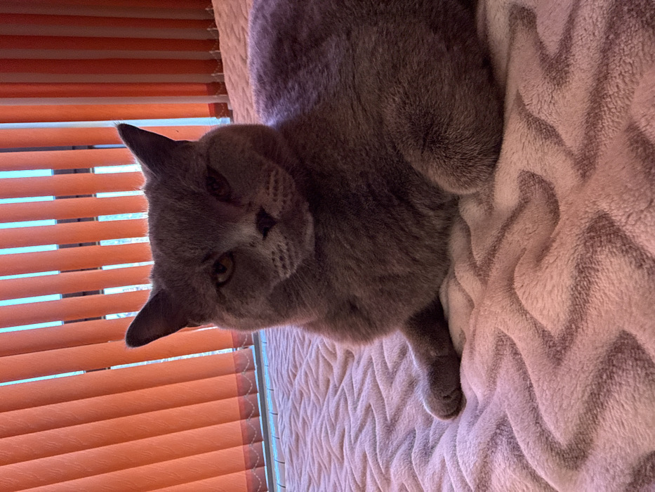 A solid grey-blue British Shorthair cat is depicted lying in a reclined position on a light pink textured blanket featuring a chevron pattern. The cat's front paws are partially tucked beneath its body, with the left paw slightly extended forward. Its amber-colored eyes are open and directed straight at the viewer. The background reveals a window covered by orange vertical blinds, which are partially open, allowing slivers of a bright blue exterior light to penetrate. The scene is illuminated by ambient light originating from the window. The setting is an interior space located in Sofia, Bulgaria.
