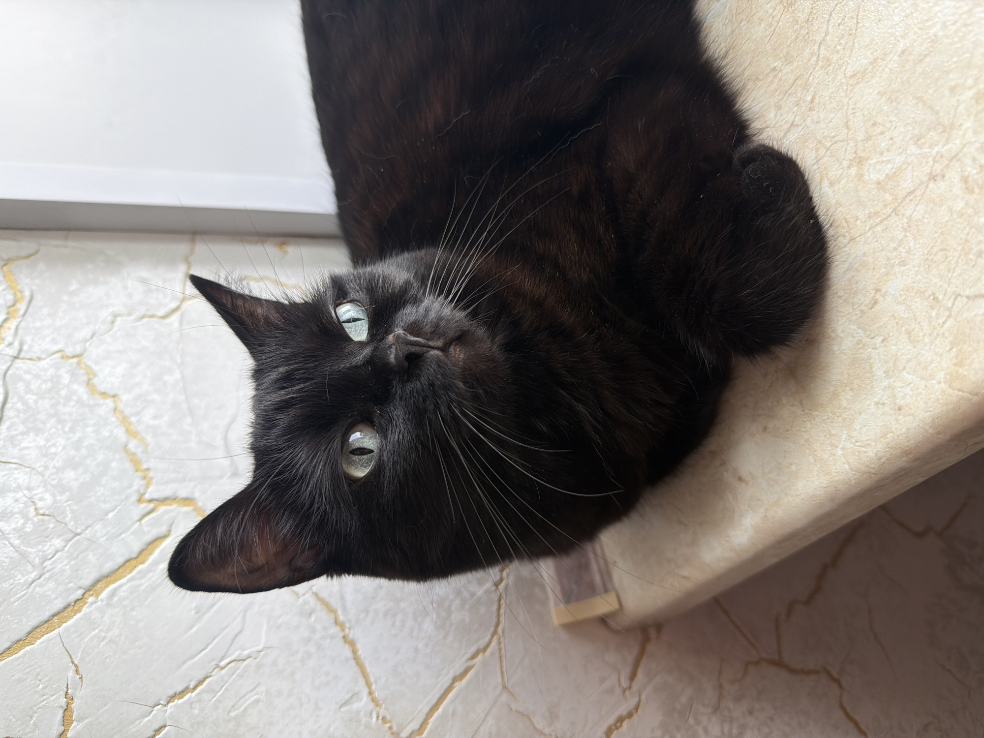 A black cat with light green eyes is lying on a beige, textured surface next to a wall with a white and gold crackle pattern. The cat is looking to the right with its ears perked up. Part of the cat's body and tail are visible, along with its front paws tucked underneath. The lighting suggests it is daytime, with a soft light illuminating the scene. The background wall has a prominent white and gold pattern. The overall environment appears to be indoors. The image does not provide any information about the city of Novosibirsk, Russia.