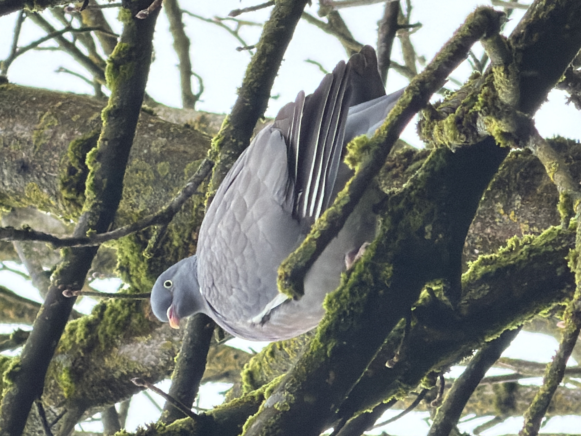 A Common Wood Pigeon (Columba palumbus) is depicted perched on a moss-laden branch within a deciduous tree in Esch-sur-Alzette, Luxembourg. The bird, occupying the central-right of the frame, presents with grey plumage, a pinkish beak tipped with yellow, and a dark eye featuring a pale orbital ring. A prominent white patch is visible on its folded right wing. Its head is oriented slightly to the left. The tree's branches are thick, gnarled, and extensively covered in vibrant green moss. Several slender, bare twigs displaying small, brown buds are interspersed among the larger branches. The background consists of a uniformly bright, diffused, and out-of-focus overcast sky.