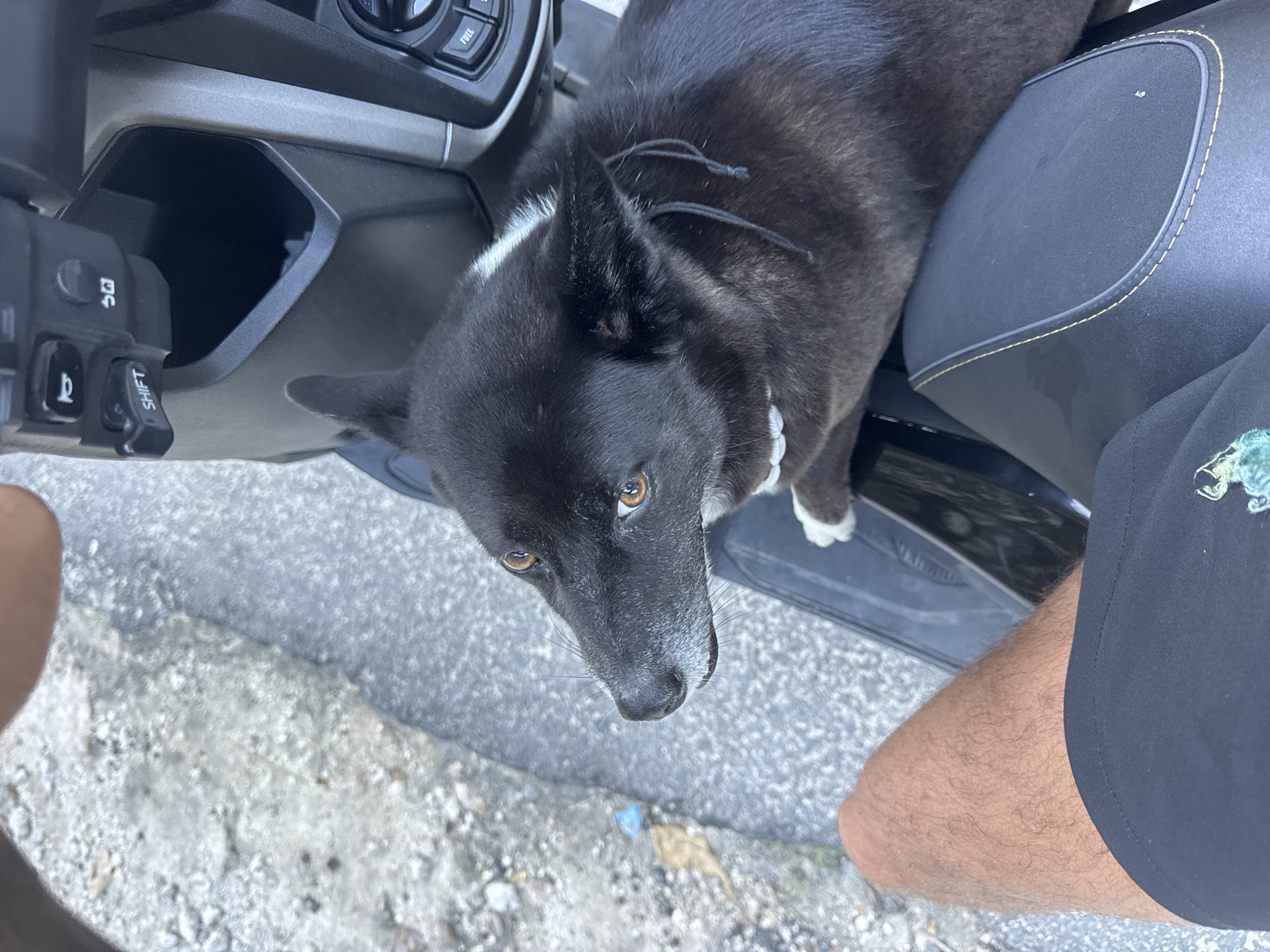 In Kuta Selatan, Indonesia, a black and tan dog with amber eyes is seated on the black vinyl seat of a scooter, facing left. The dog's front paws rest on the seat, and its body is largely contained within the frame. Its fur is mostly black with some tan markings on its chest and legs, and a white patch on its neck. Two black strings hang from its ears. The scooter's handlebars and console are visible to the right of the dog, with buttons and a storage compartment. A person's bare leg, covered in light brown hair, is visible on the left side of the frame, wearing black shorts. The ground surrounding the scooter appears to be a textured, grayish surface, possibly asphalt or concrete, with some loose gravel and a small piece of blue plastic litter. The lighting suggests it is daytime.