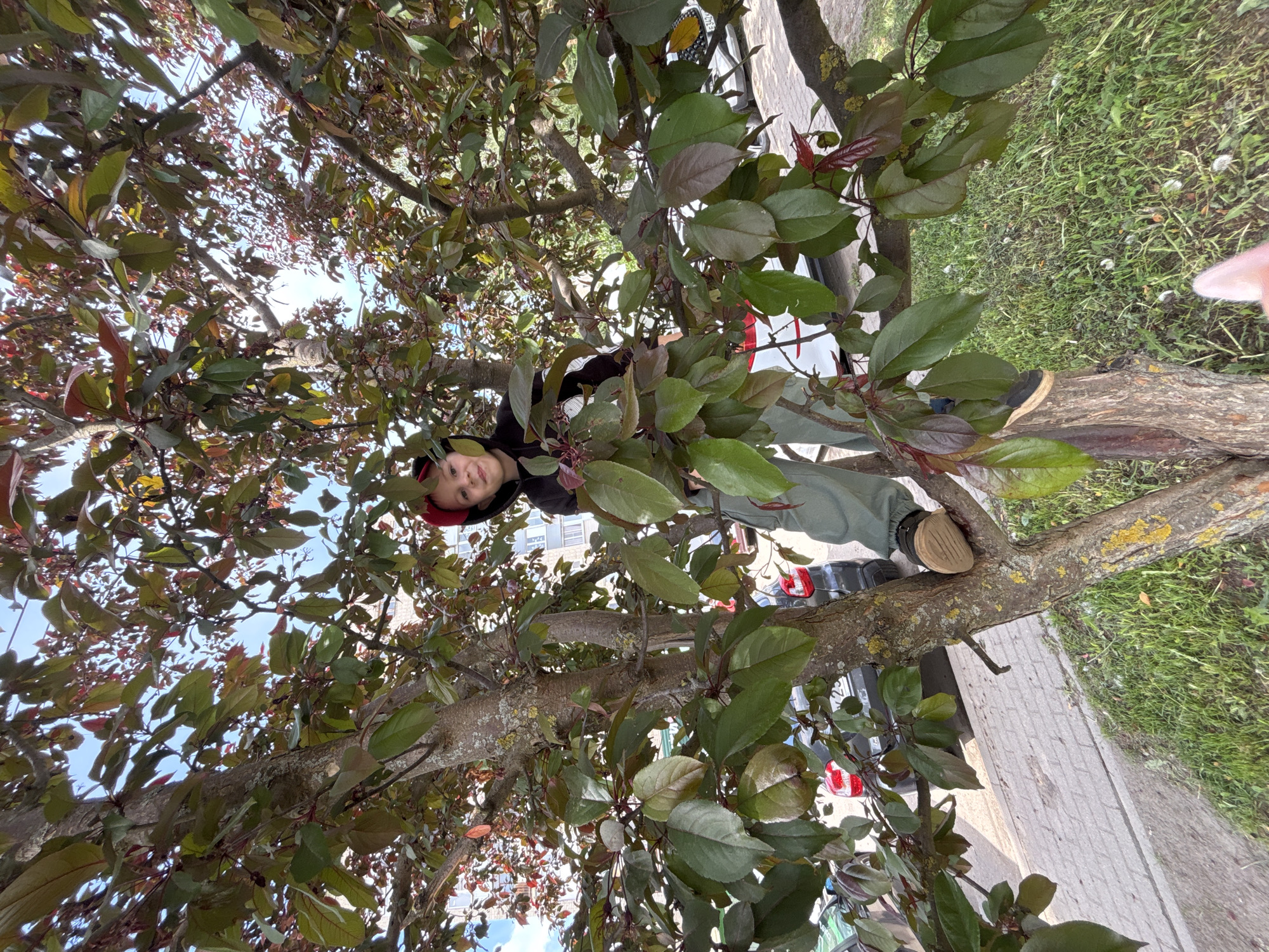 A child is positioned in a tree, possibly climbing it. The tree has green and reddish leaves. The location appears to be an urban area with parked vehicles visible in the background, possibly in Rusanovo, Russia. The ground is covered with grass and a paved sidewalk.