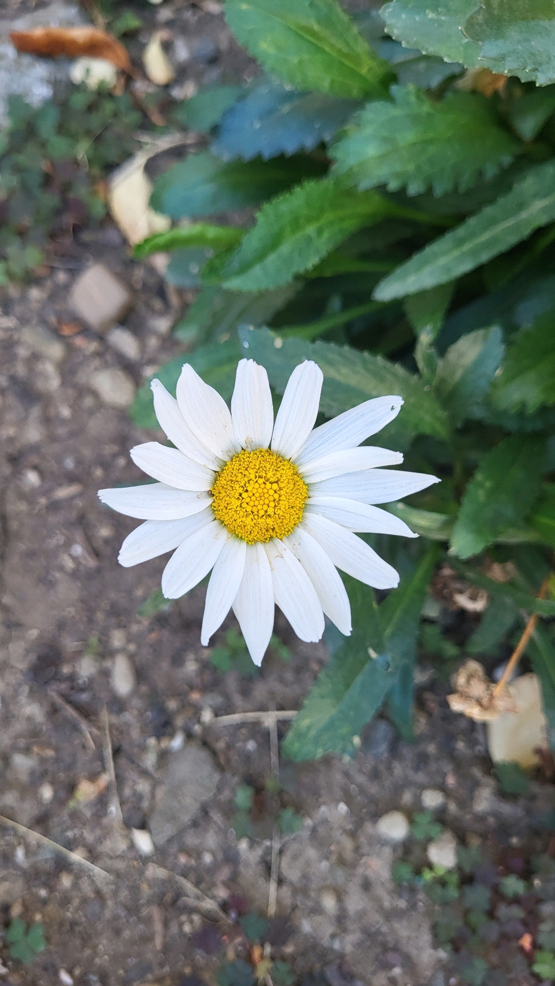 A close-up, top-down view of a single white daisy with a yellow center is presented, positioned slightly to the left of the frame's center. The daisy's petals are broad and pointed, fanning outwards. The background consists of earthy ground with small stones and dried leaves, interspersed with vibrant green foliage, some of which has serrated edges. The lighting suggests an outdoor, natural setting. There are no people or visible actions taking place in the image. The origin of this image is confirmed to be Prešov, Slovakia.