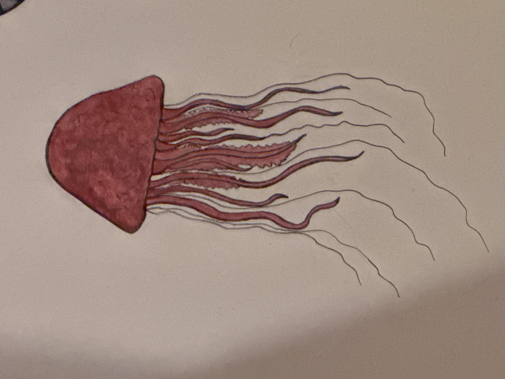 The image is a drawing of a jellyfish. The bell of the jellyfish is reddish-brown and has a rounded, conical shape. Tentacles extend from the bottom of the bell. Some tentacles are thick and detailed, also in reddish-brown. Others are thin, black lines. The background is a light beige or off-white color. The drawing appears to be on paper. The image does not provide any information about the location in Castelnuovo di Porto, Italy.