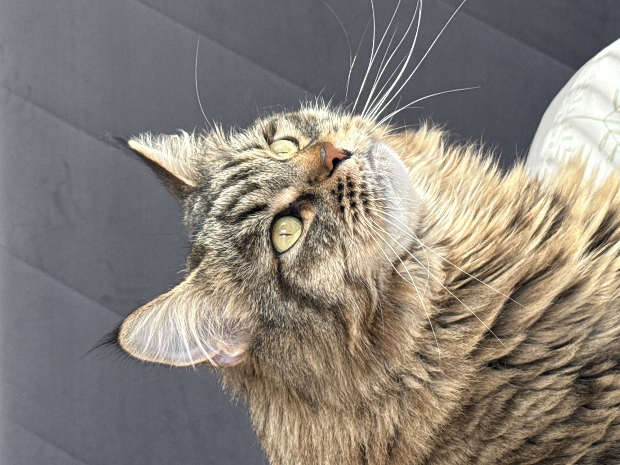 A close-up, profile shot shows a Maine Coon cat looking to the right, with its head and upper body filling most of the frame. The cat has distinctive ear tufts and a thick, brown, tabby-patterned coat. Its eyes are a light green with dark pupils. Long white whiskers fan out from its muzzle. The cat is positioned against a dark gray, textured background, possibly upholstery, with a hint of a white and green patterned pillow visible at the bottom right. The image's lighting suggests it was taken indoors with natural light. There is no information about the location in Izhevsk, Russia.