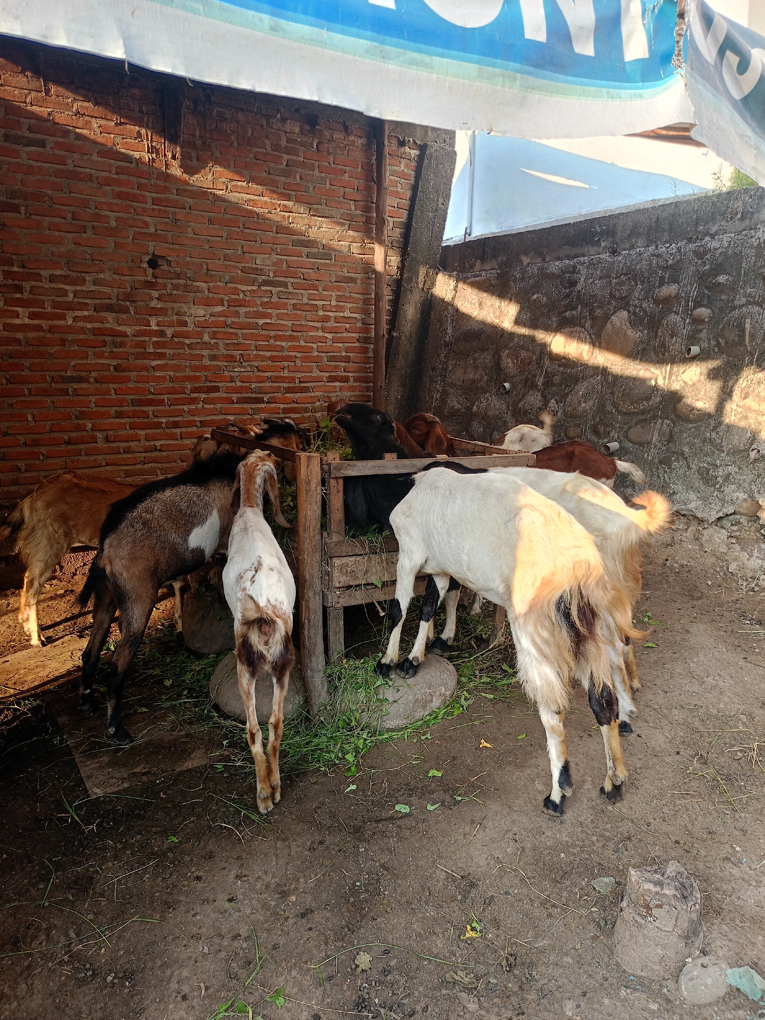 The image depicts a group of goats feeding inside a brick and concrete structure. The location is Lhokseumawe, Indonesia. There are multiple goats with varying colors and patterns clustered around a wooden feeder, consuming leafy vegetation. The ground is dirt with scattered bits of grass. A brick wall forms one side of the enclosure, while a concrete wall with exposed aggregate forms another. Light enters the space from above.
