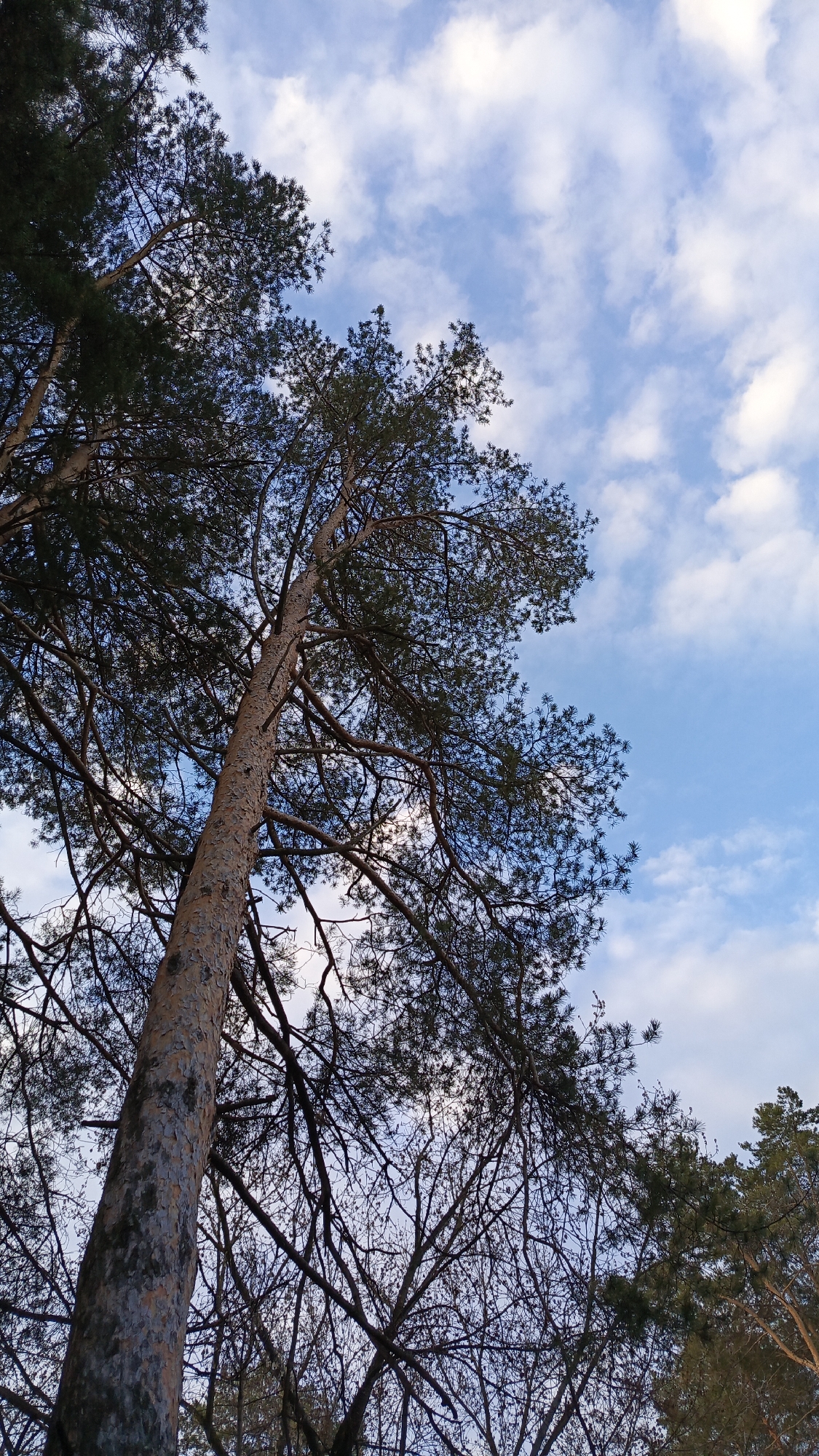 The image depicts a low-angle view looking up through the branches and leaves of trees towards a partly cloudy sky. The sky is blue with scattered white clouds. The trees have a mix of green foliage and bare branches. One prominent tree trunk is visible, reaching upwards towards the sky. The overall environment appears to be a forest or wooded area. There are no people, subjects, objects, actions, or interactions directly visible other than the natural elements of the trees and sky. While I lack definitive location information, no evidence suggests it is in Chaikovsky, Russia.