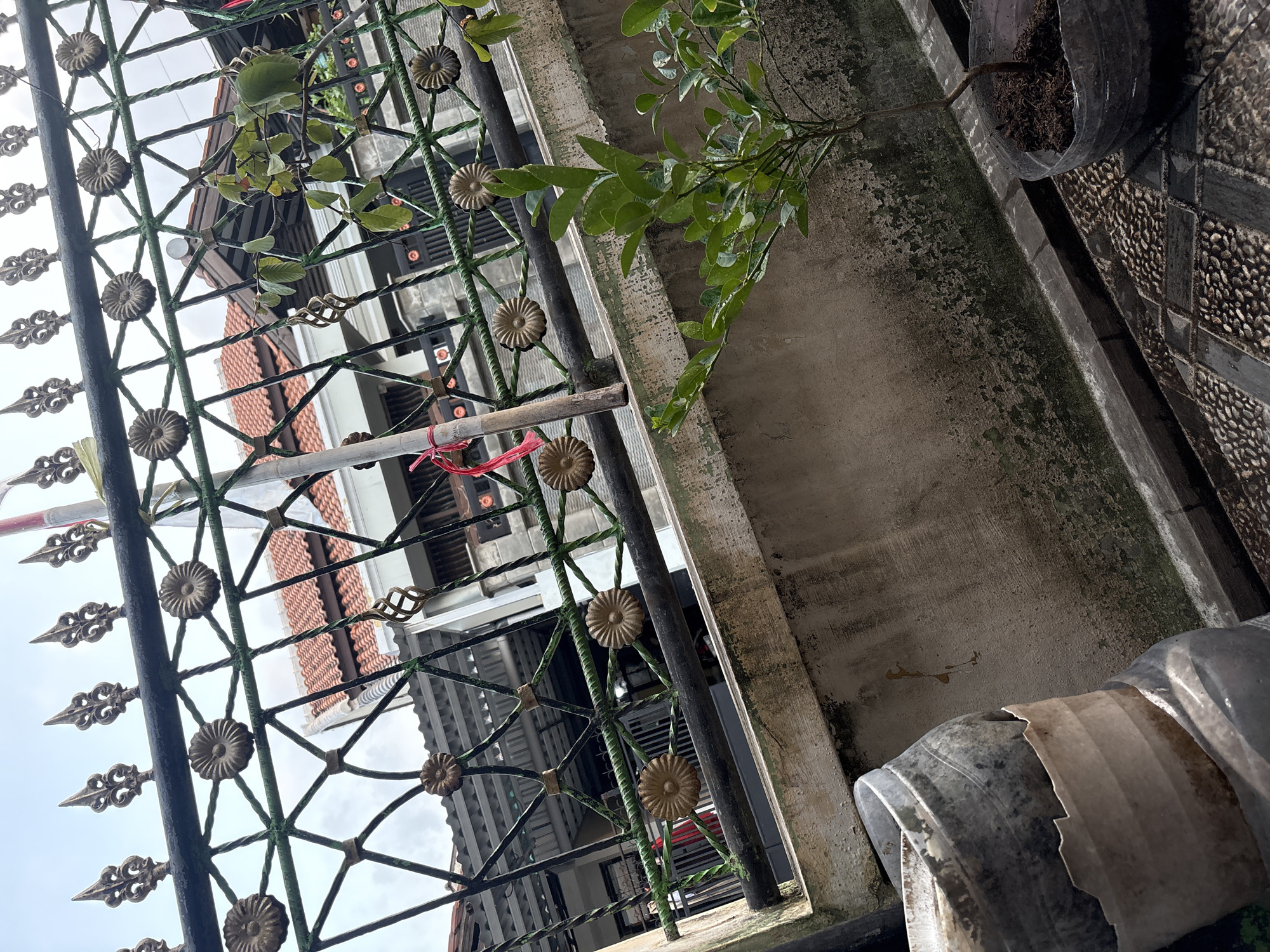 In Palimanan, Indonesia, a black metal fence with decorative gold embellishments stands in the foreground, partially obscuring a glimpse of a building with a red-tiled roof. A small green sapling in a clear plastic pot sits to the right, its branches reaching towards the fence. To the left, stacked grey plastic containers are visible. The overall scene depicts a residential outdoor area with a clear sky overhead.