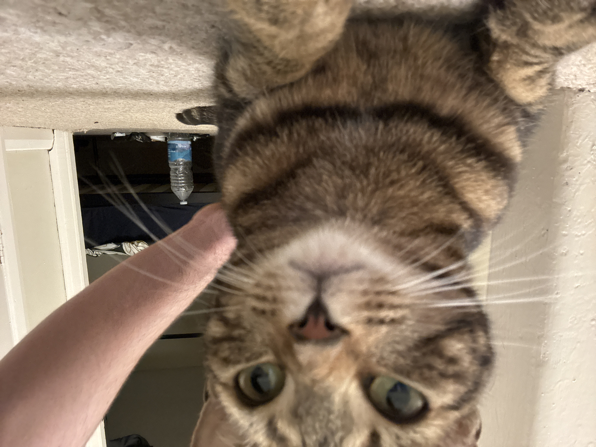 The image is an upside-down close-up shot of a tabby cat's face. The cat has green eyes and a pink nose. A person's arm is visible on the left side of the frame. Behind the cat, a water bottle is seen inside a closet. The background appears to be the interior of a home, with white walls and a carpeted floor. The location is unknown.