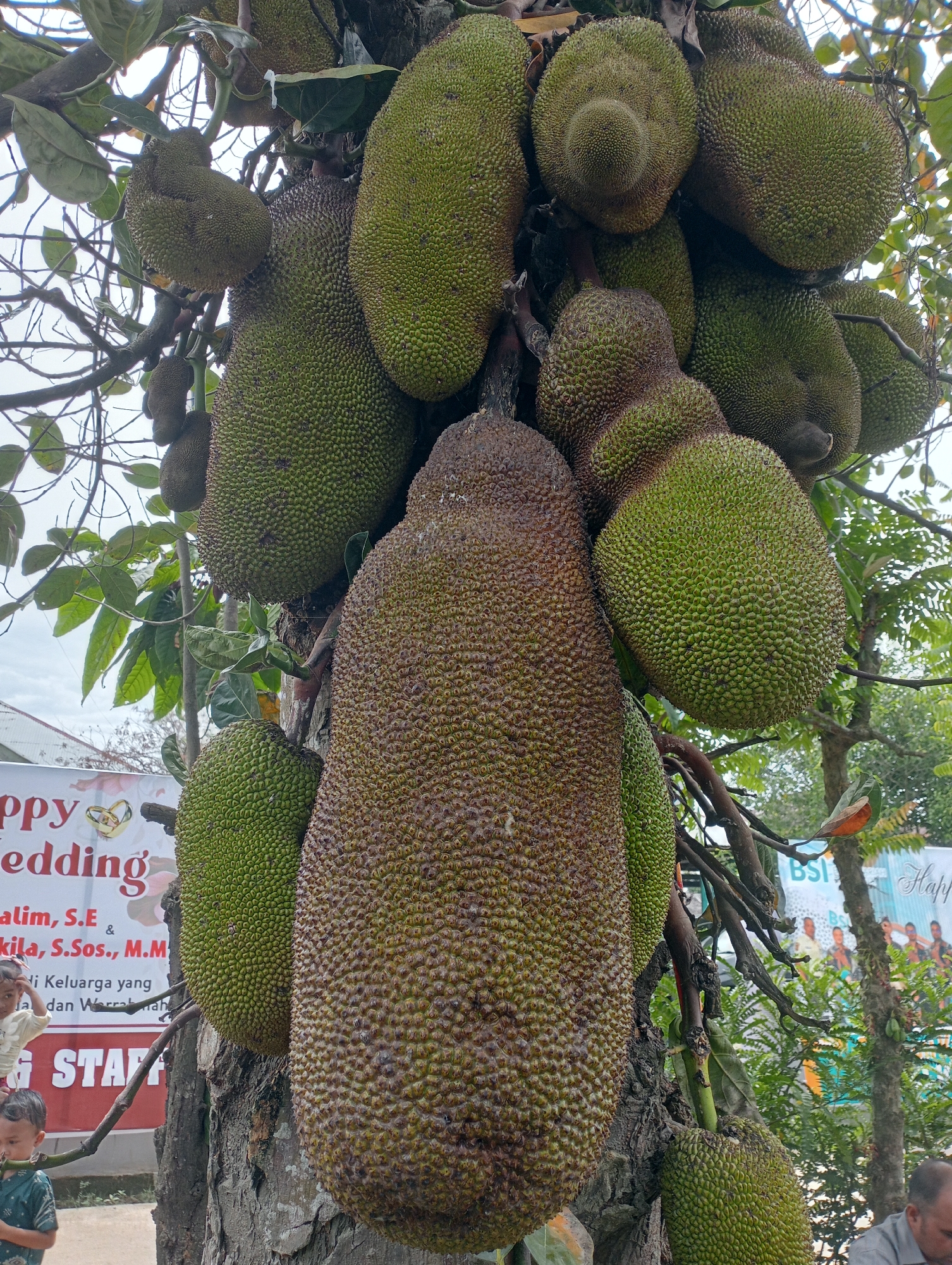 The image shows a cluster of jackfruit growing directly from the trunk and branches of a tree. The jackfruit range in size, with a large, prominent one in the foreground that is brown and textured. Others are green and smaller. The tree is in Meuse, Indonesia as can be seen from the sign that says "Happy Wedding". A sign that says "STAFF" is also visible. A small child is visible at the lower left corner of the image and a glimpse of a man's head is seen in the lower right corner of the image.