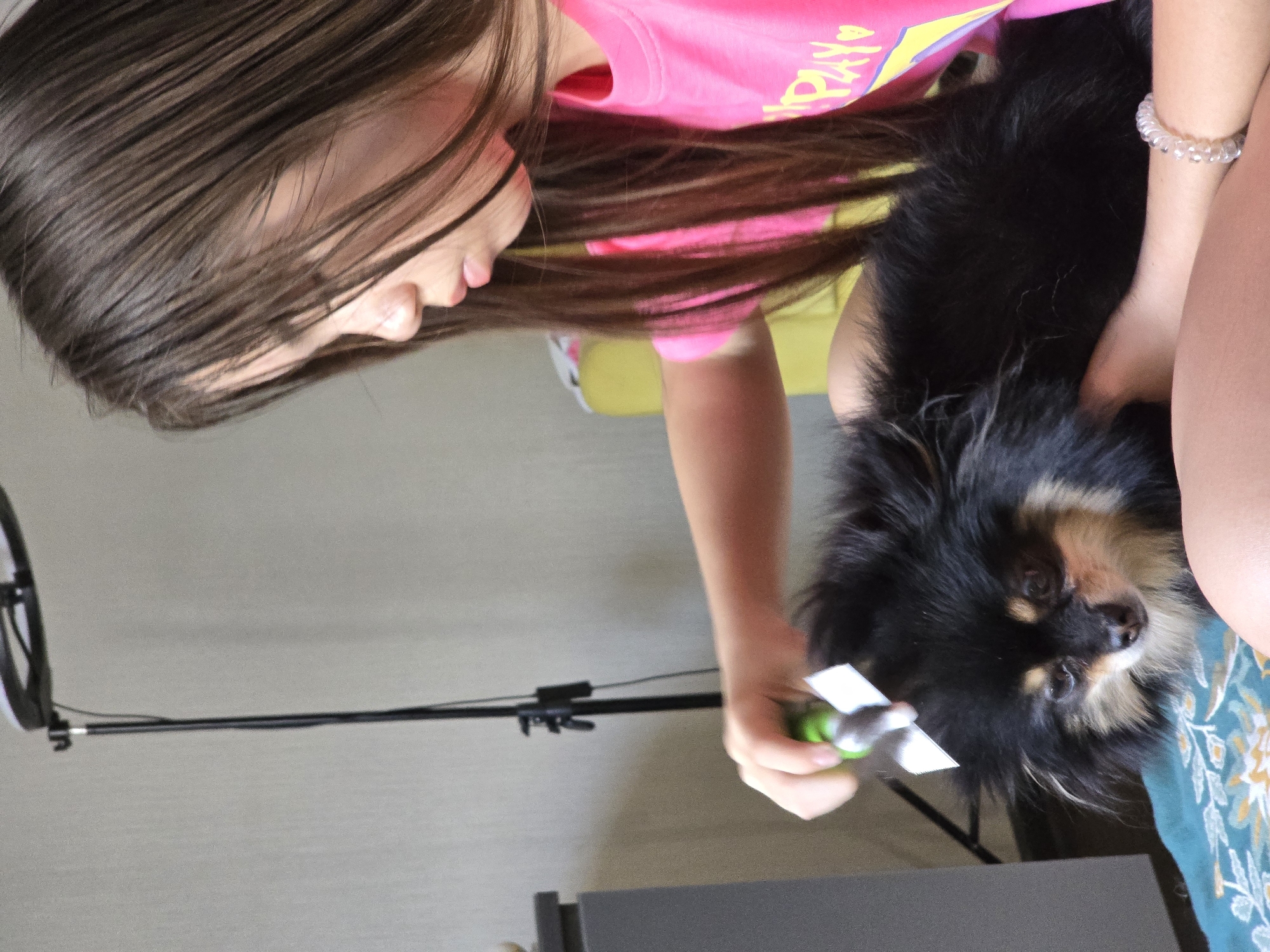 A young person with long, brown hair is grooming a black and brown Pomeranian dog. The person wears a pink shirt with yellow lettering. The dog rests on a blue patterned surface. A grooming tool is in the person's hand, being used on the dog. In the background, a selfie ring light is visible on a stand. The location is in a room, possibly in a residential setting. The city of Khimki, Russia, is assumed to be the location.