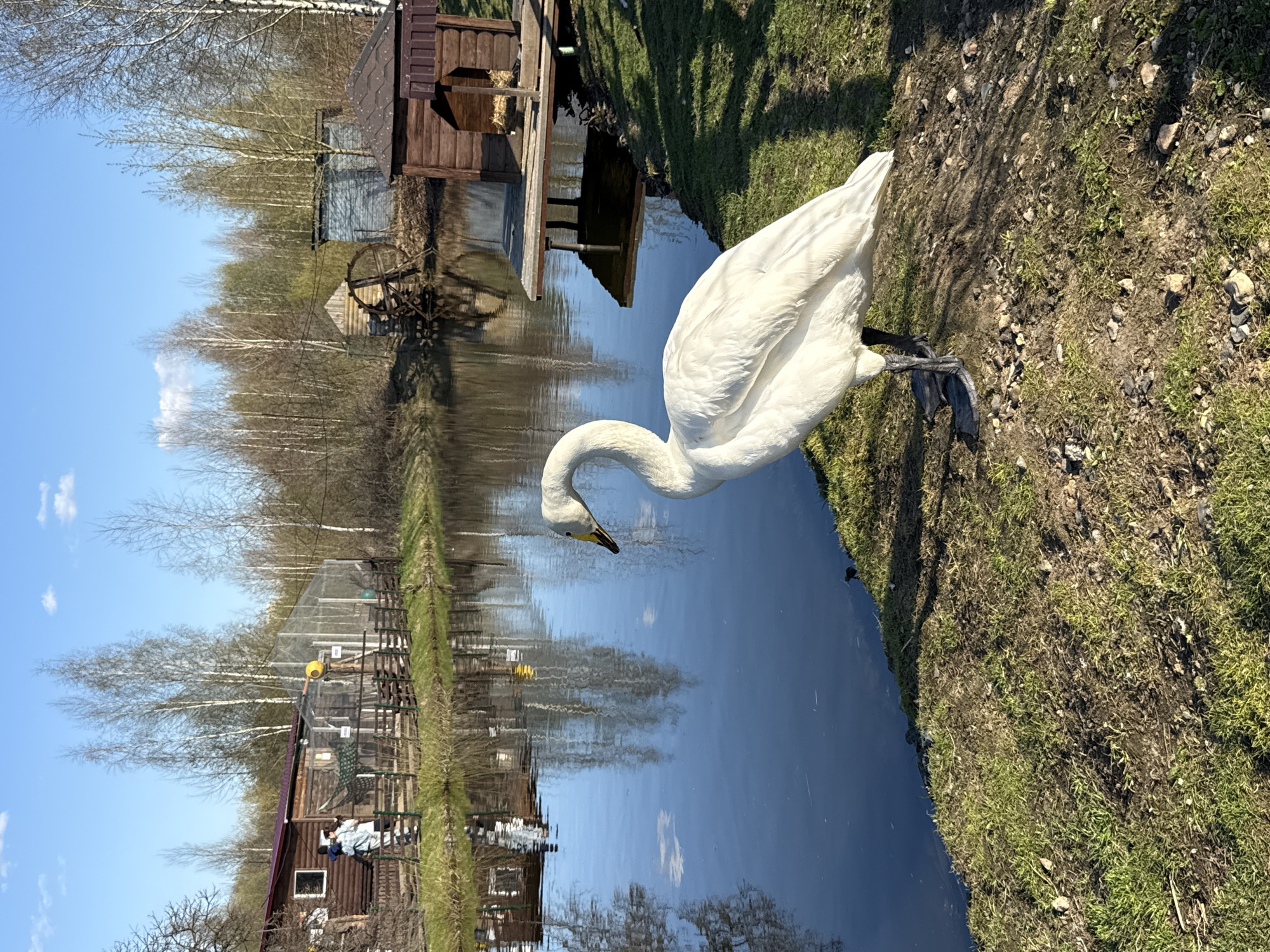 A landscape oriented image depicts a white swan standing near the water's edge. The swan is positioned on the right side of the image. Its neck is curved downward towards the water. The scene appears to be rural or semi-rural, with a narrow body of water reflecting the buildings and trees lining its banks. On the left side of the water are buildings of different sizes. In the background are trees. On the right side of the water's edge, there is a grassy and rocky area. The sky is blue with some light clouds, visible in the reflections on the water.