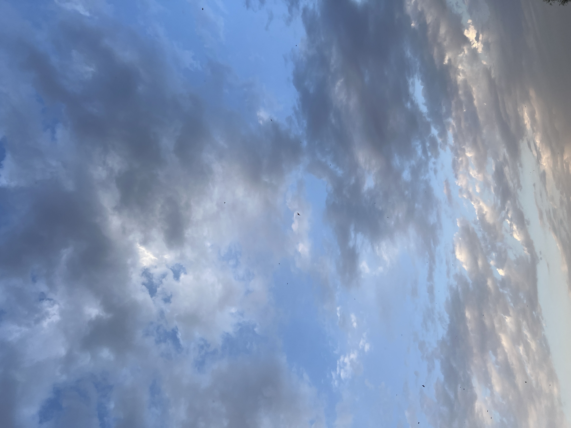 The image depicts a wide-angle, upward view of a cloudy sky. The clouds are varied in density and color, ranging from light, fluffy white clouds to darker, more ominous grey formations. Patches of blue sky are visible between the clouds. There are several small, dark specks scattered throughout the image, which appear to be birds in flight. The lighting suggests it is either early morning or late afternoon, as indicated by the soft, diffuse light filtering through the clouds, with some areas brightly illuminated and others in shadow. The scene is devoid of any discernible human presence or man-made structures, suggesting an open, natural environment. Based on the provided location, the scene captures a moment in the sky above Drujba, Kyrgyzstan.