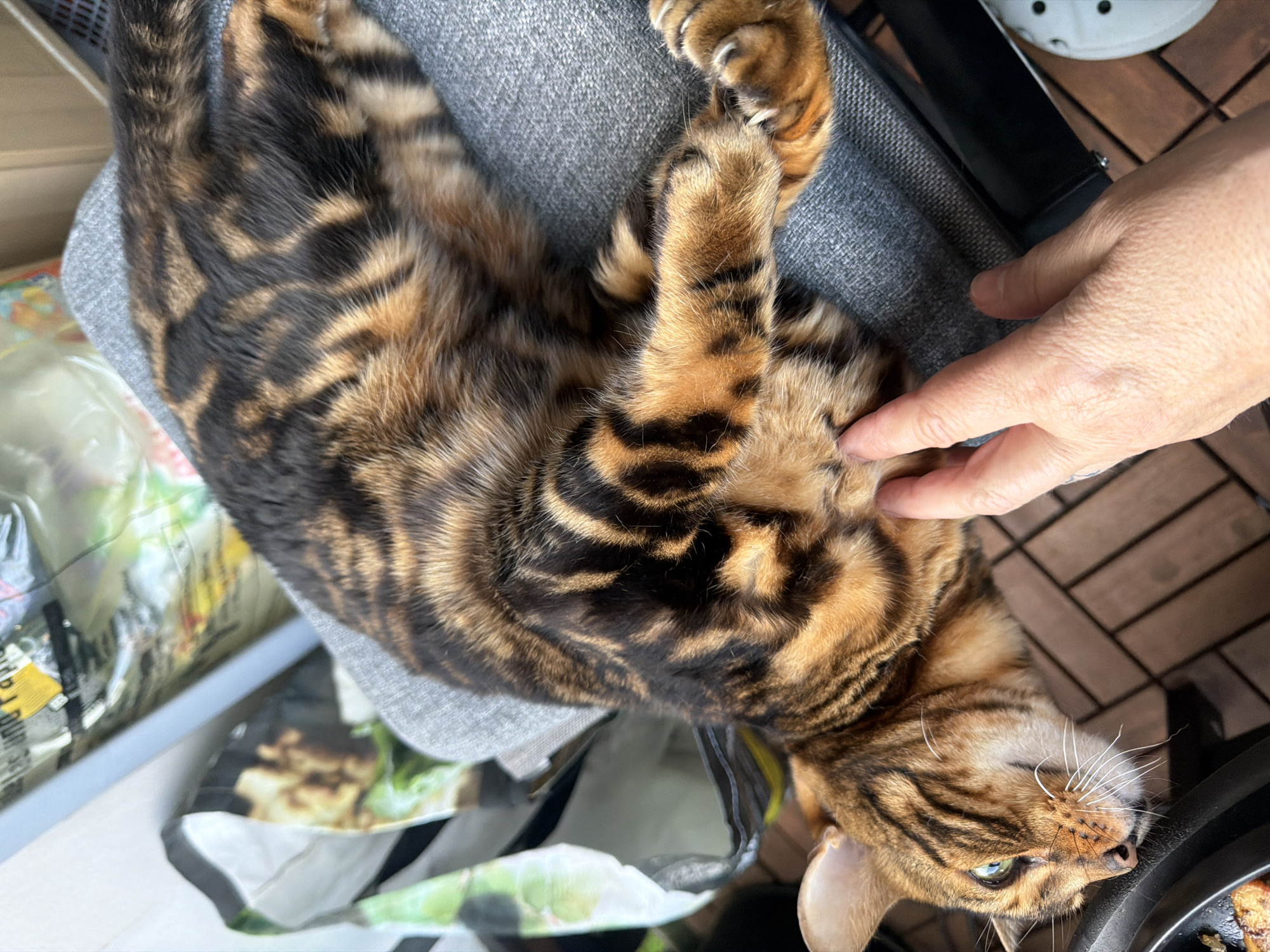 An overhead shot captures a Bengal cat lying on its back on a grey fabric surface, possibly a cushion or blanket. Its distinctive gold and black spotted and striped fur is prominent, covering its belly and paws. A human hand, with light skin, gently touches the cat's chest area, suggesting a petting or scratching motion. The cat's head is visible in the bottom right, turned slightly to look towards the hand, revealing its light blue/green eyes and white whiskers. Its front paws are raised, one resting on the grey fabric, showing its patterned fur and claws.
The setting appears to be a casual indoor or semi-outdoor space. Below the cat and fabric, the floor is made of brown wooden slats, resembling decking. In the upper right background, part of a white, perforated object, possibly a shoe like a Croc, is visible. To the left and below the cat, several plastic bags or packaging with indistinct contents are present, contributing to a somewhat cluttered appearance. In the immediate bottom right corner, a black pan or bowl contains some dark, possibly cooked food. The overall scene conveys a moment of affectionate interaction between the human and the seemingly relaxed cat. No discernible text is visible in the image.