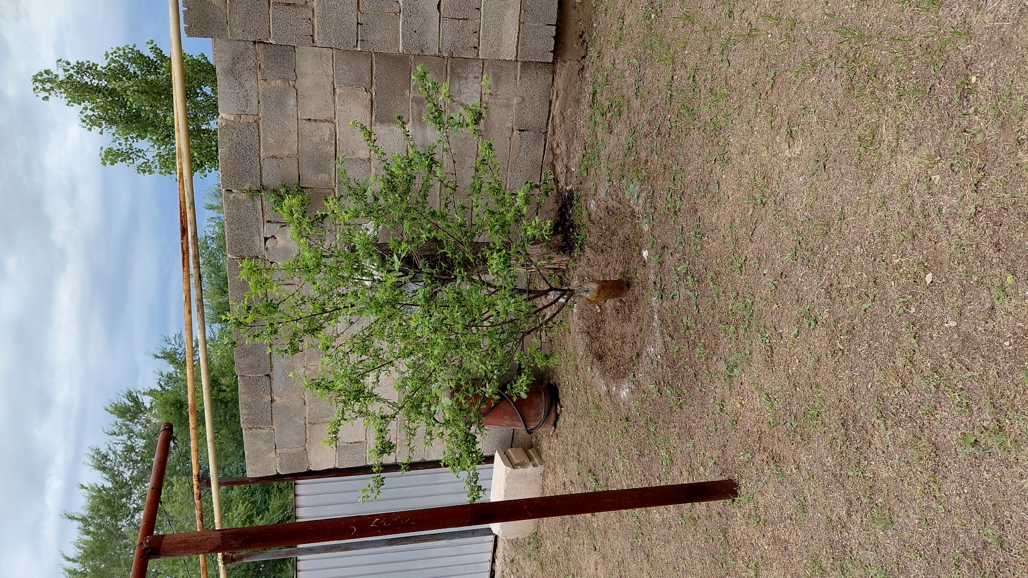 The image depicts an outdoor scene in Aktobe, Kazakhstan, likely a backyard or a less manicured area. In the foreground, dry, patchy grass covers the ground. A young, leafy tree stands centrally, its base surrounded by a circular mound of soil, indicating recent planting or care. A plastic bottle has been placed around the base of the tree, possibly for watering. To the left of the tree, a red barrel or gas tank is visible, and further left, a grey corrugated metal fence and a concrete block are present. Behind the tree, a wall constructed of cinder blocks runs horizontally across the frame. A rusty metal structure with horizontal bars extends from the left side of the image over the tree and wall. The background shows green trees and a cloudy sky. The scene is static and does not show any individuals or active events.