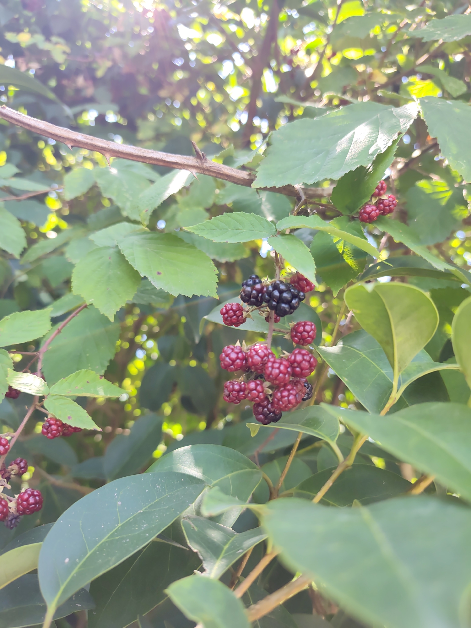 In the city of Oryol-Izumrud, Russia, a close-up shot captures a blackberry bush laden with ripening fruit. The berries range in color from deep red to dark purple, with some clusters showing a mix of both. They are clustered on thorny branches amidst lush green leaves, some of which are beginning to show specks of brown. Sunlight filters through the foliage, creating a dappled effect and illuminating the scene. The background is a soft blur of green and light, suggesting a natural outdoor environment. There are no people or animals present in the image. The focus is entirely on the texture and color of the blackberries and the surrounding vegetation.