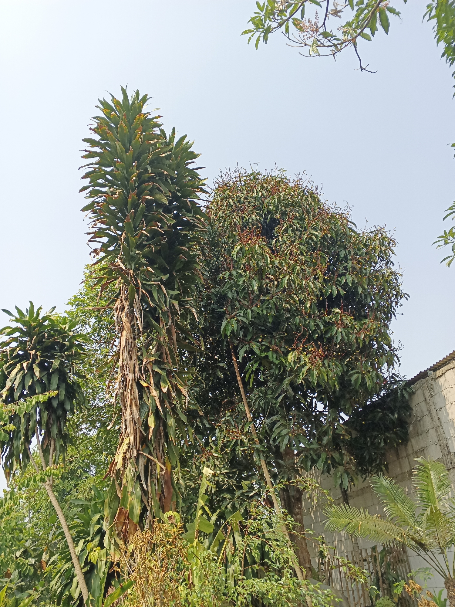 In Warungkiara, Indonesia, an outdoor scene is captured on a clear day, showcasing lush vegetation against a pale sky. Dominating the frame is a tall, multi-stemmed plant with long, arching leaves, some of which appear dried and brown. To its right, a mature tree with a dense canopy of green leaves and small, yellowish fruits is visible. In the background, a partially visible concrete building with a corrugated metal roof adds an element of human construction to the natural environment. Several other trees and plants, including a palm tree, fill the lower portion of the image, creating a vibrant, verdant atmosphere. The overall impression is one of a tropical landscape, possibly a garden or yard, within the specified location.