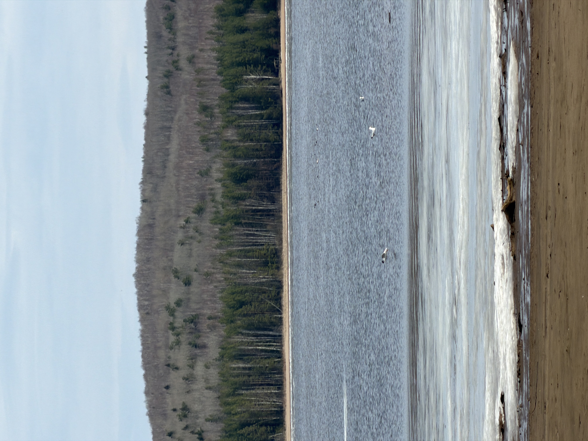 The image depicts a landscape featuring a body of water, a shoreline, and a forest. The water, likely a lake or a wide river, occupies a significant portion of the scene. Several birds are visible flying over the water. A strip of sandy beach separates the water from a dense forest. The forest comprises both coniferous and deciduous trees, with the coniferous trees appearing darker green. The background includes a hillside covered with trees, suggesting a natural, rural setting. The location is likely near a water source in the city of Chaikovsky, Russia, based on the prompt. The photograph appears to have been taken during the day, with ample daylight illuminating the scene. The image provides a wide view, capturing the diverse elements of the landscape.