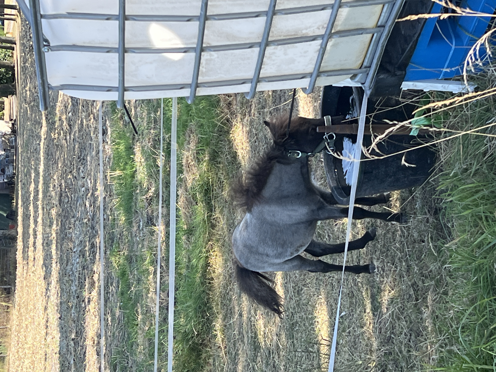 An adult, miniature horse, grey in color with a dark mane and tail, stands in a grassy field, drinking water from a black trough. The trough is positioned next to a large, white, caged water tank and a blue plastic container. The field is dry and mowed, with some green grass in patches. In the background, a wooden fence and trees are visible. The scene is captured in natural light, likely during the daytime.