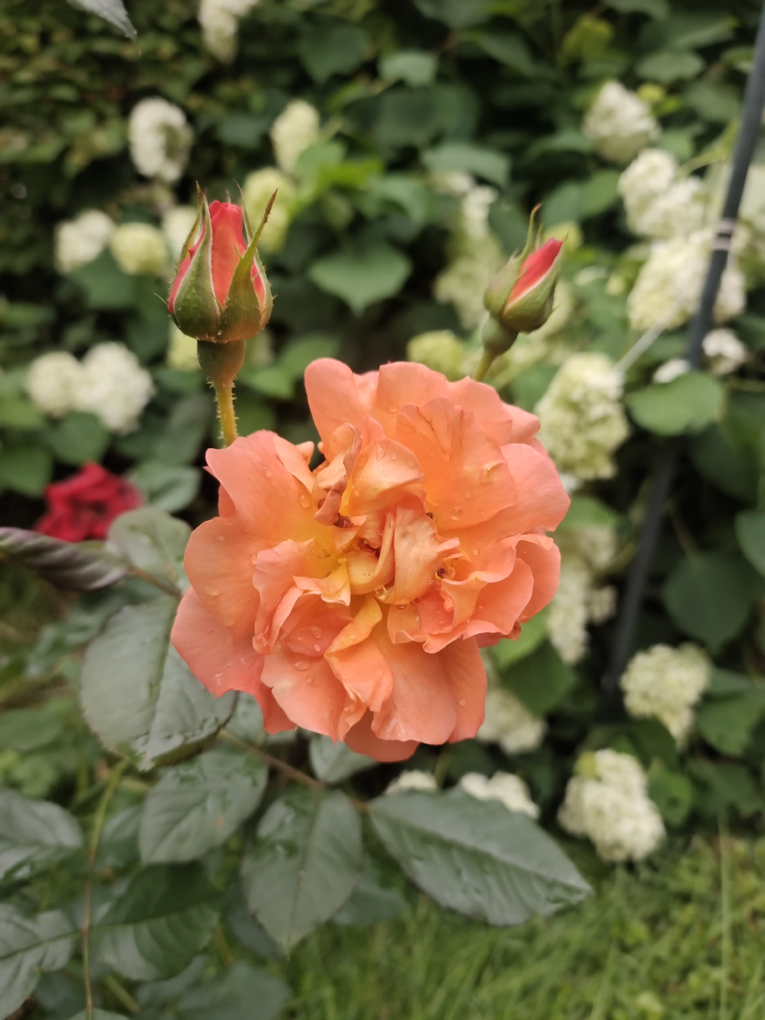 A close-up shot of an open, peach-colored rose in the foreground, with raindrops on its petals. Two rosebuds, one on the left and one on the right, are partially visible and appear to be a darker pinkish-red. The rose is set against a blurred background of lush green foliage and white hydrangeas. In the mid-ground, a single red rose is also visible, out of focus. The image captures the natural beauty of a garden, likely in Podolsk, Russia, where the diverse flora suggests a temperate climate. The lighting is soft and diffused, indicating it may be overcast or early morning/late afternoon.