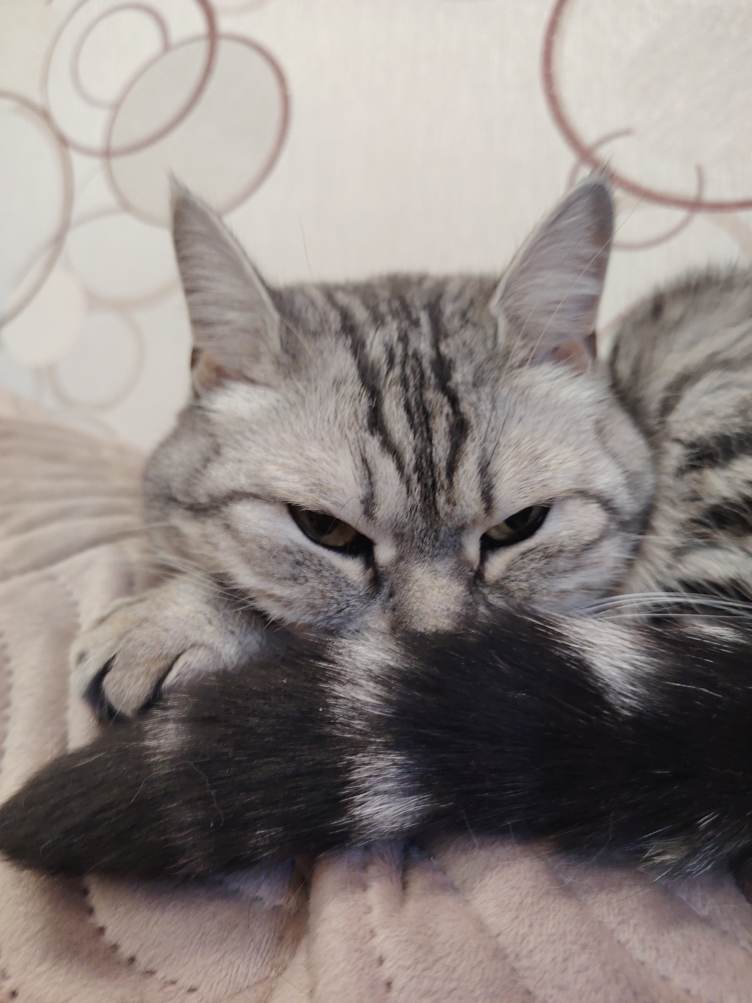 A close-up shot captures a grey and black tabby cat lying down with its tail wrapped around its face, obscuring part of its head. The cat has green eyes and pointed ears. The background features a light-colored wall with a subtle circular pattern. The cat is resting on a soft, textured surface, possibly a blanket or couch. The lighting is soft and diffused, creating a relaxed atmosphere.