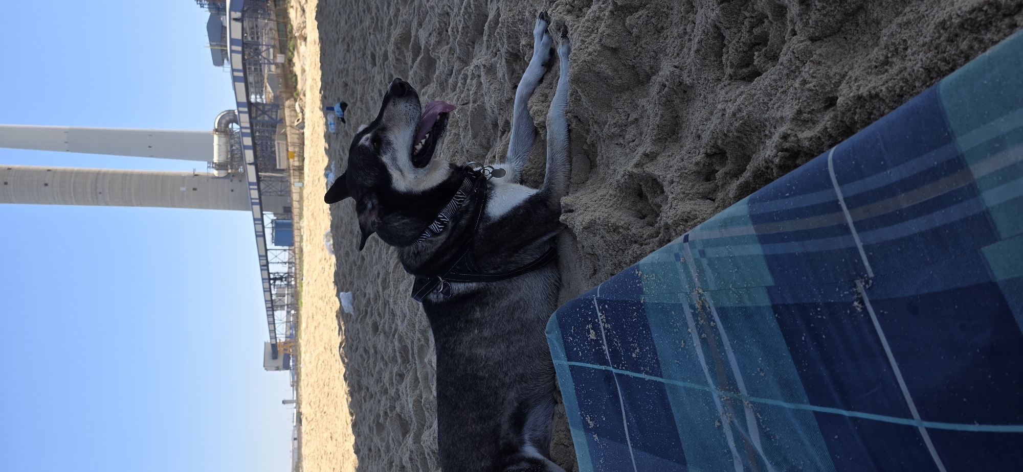 A husky-mix dog with grey and black fur and a white chest rests on a sandy beach in Ashkelon, Israel, with its tongue hanging out. The dog wears a black harness and a patterned bandana around its neck. In the background, two tall, grey smokestacks, part of a power plant, rise against a clear blue sky. The beach also shows several white plastic bags scattered on the sand. In the foreground, a portion of a blue and green plaid blanket lies on the sand. The scene appears to be in a coastal area, possibly a beach near industrial infrastructure.