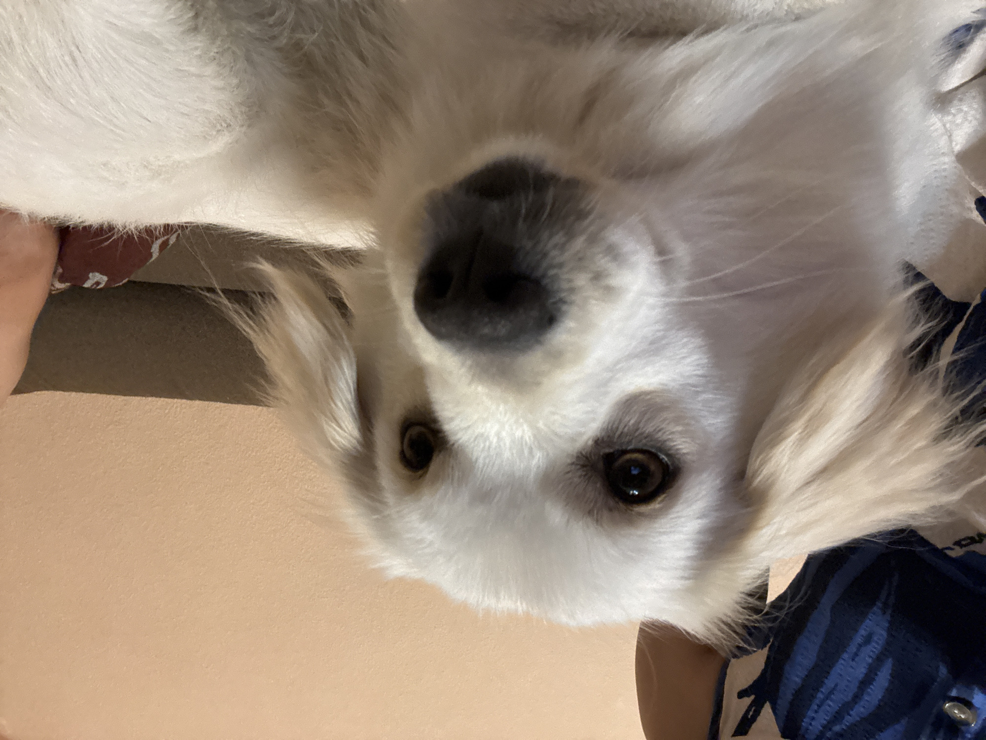 A close-up, eye-level shot shows a white dog with light brown eyes and black nose. The dog is looking directly at the camera. Part of a person's arm and a blue and white striped garment are visible in the upper left corner of the image. The background is a peach-colored wall. The image appears to have been taken indoors.