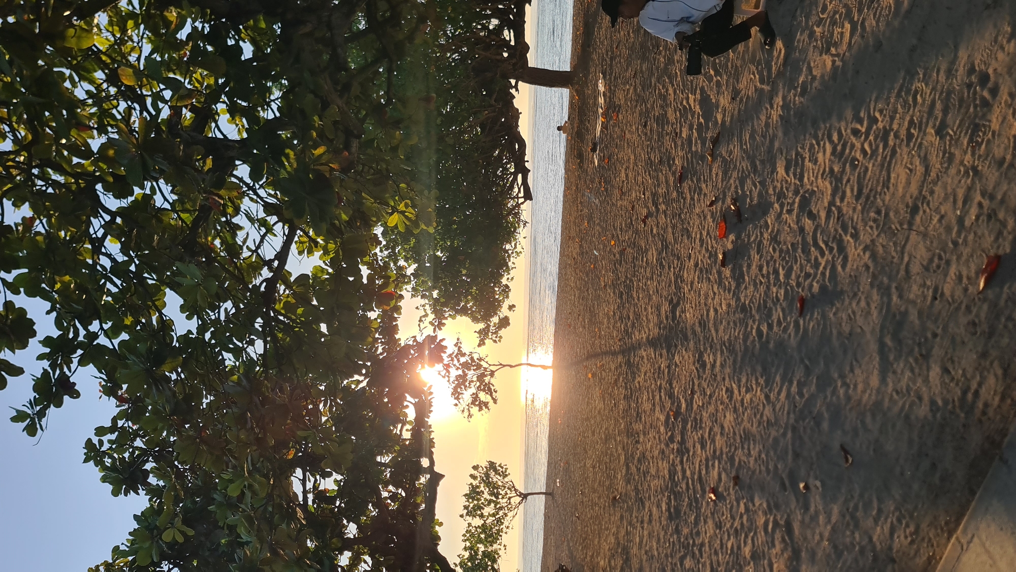 A serene beach scene unfolds in Denpasar, Indonesia, bathed in the warm glow of a setting sun. The sky transitions from a bright blue to a soft orange and yellow as the sun dips below the horizon, casting a shimmering reflection on the calm ocean waters. Lush green trees frame the scene, their branches reaching out to embrace the sky, with sunlight filtering through their leaves, creating dappled shadows on the sandy beach.
The beach itself is covered in fine, golden sand, scattered with fallen leaves, adding a touch of natural texture to the scene. In the foreground, a person is seated on a low bench, holding what appears to be a camera, perhaps capturing the breathtaking sunset. Further back, near the water's edge, another individual is visible, adding a sense of human presence to the tranquil landscape. The overall atmosphere is one of peace and natural beauty, a perfect moment captured on a tropical beach.