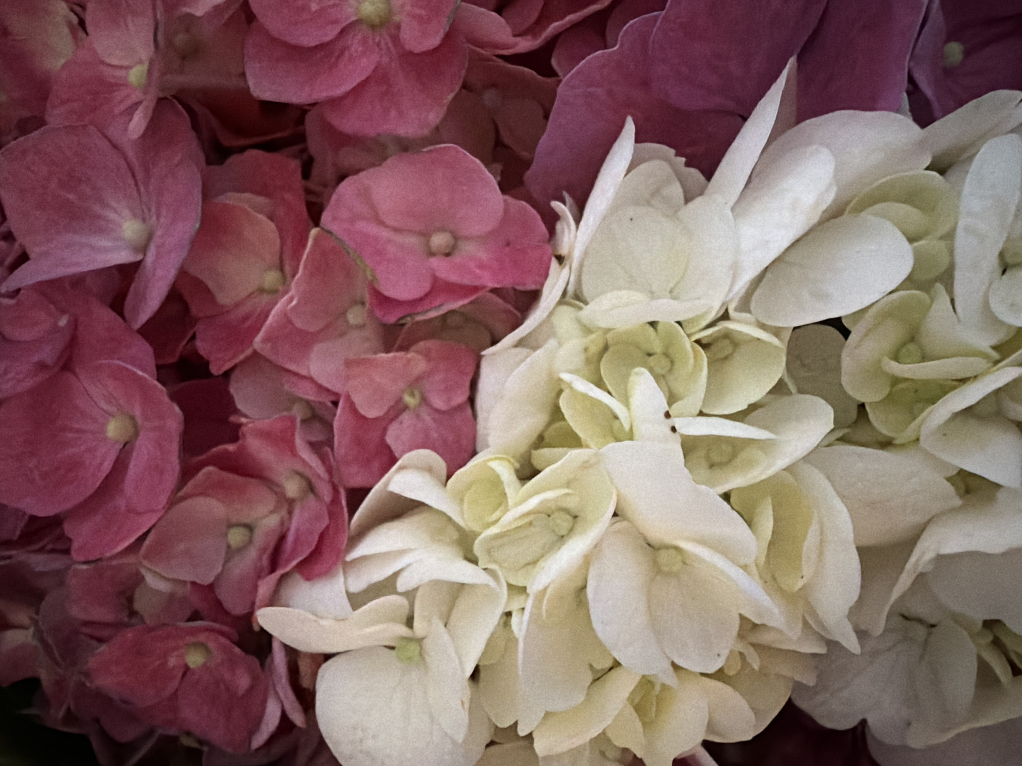 The image shows a close-up of a bouquet of hydrangeas. On the left, the hydrangeas are a mix of pink and red hues. On the right, they transition to a white color with hints of light green. The flowers are densely packed, filling the frame. The image does not contain any information or details connecting it to the city of Nha Trang Ward, Vietnam. Therefore, I am unable to provide a description including this location.