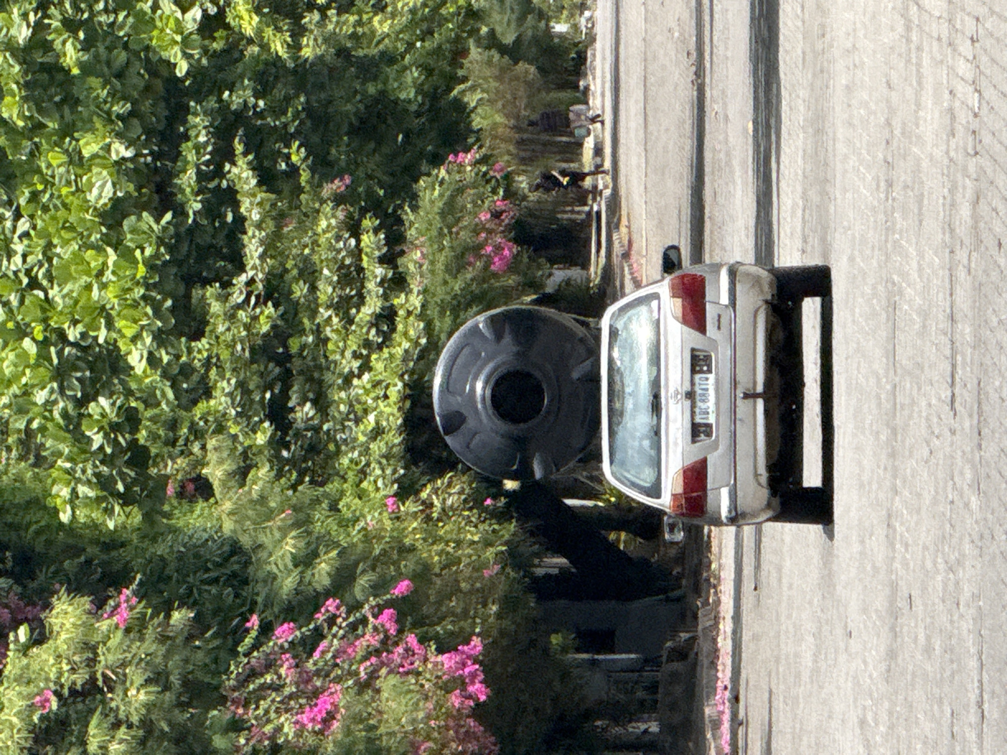 The image, correctly oriented, displays an outdoor scene from Lagos, Nigeria, featuring a parked vehicle and lush vegetation alongside a paved surface.
A light-colored sedan, possibly white or silver, is prominently positioned, parked parallel to a light-grey paved road or sidewalk. The rear of the car is visible, clearly showing its license plate which reads "LBL 684TO". Immediately next to the car, on the side closer to the green space, stands a large, dark, circular object with a central opening, resembling an inverted water tank or a similar utility container.
Dominating the left side of the frame is a dense expanse of vibrant green foliage, comprising numerous bushes and trees. Scattered throughout this greenery are clusters of bright pink flowering plants, likely bougainvillea, adding bursts of color to the verdant backdrop. Within the depths of this vegetation, a human figure can be faintly observed. The individual is dressed in dark attire and appears to be standing amidst the bushes, with a distinct yellowish object visible on their back or shoulder.
The scene is brightly lit by natural sunlight, indicating daytime conditions, with visible shadows suggesting a clear sky. The setting combines urban elements (paved road, car) with abundant tropical vegetation, typical of a Nigerian street or residential area. The car is static, and while a person is present, no specific activity or event is clearly depicted.