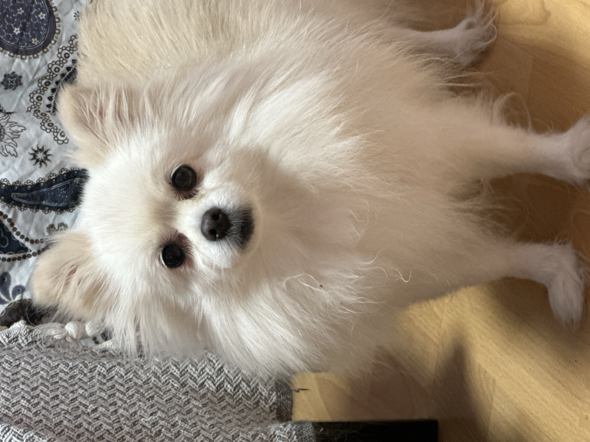 A close-up, eye-level shot shows a fluffy white Pomeranian dog facing the camera. The dog's fur is thick and appears soft, with its ears standing upright and its dark eyes looking directly at the viewer. The dog is positioned in the center of the frame, with a blurred background that suggests an indoor setting. To the left of the dog, a textured gray fabric, possibly a blanket or upholstery, is visible. The flooring beneath the dog appears to be light-colored wood with visible grain. The overall lighting is soft and diffused, creating a warm ambiance.