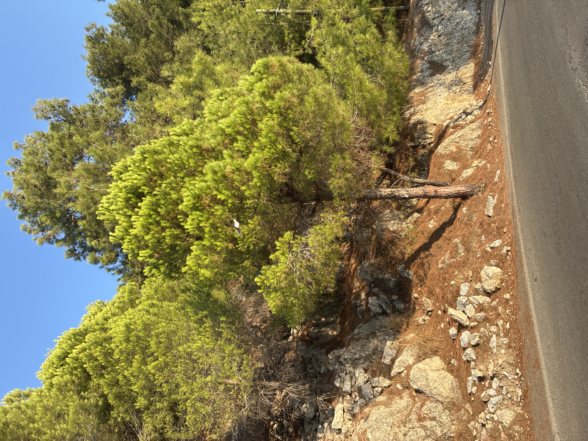 The image depicts a section of a paved road bordering a rocky, tree-covered hillside under a clear blue sky. The trees are primarily pine trees with vibrant green needles, some appearing lighter green where illuminated by sunlight. The hillside is characterized by exposed rock formations and a thick layer of dry pine needles and debris on the ground. The road surface is asphalt. The scene appears to be a natural landscape adjacent to a man-made road, likely a rural or semi-rural area. The specific location in Alanya, Turkey, is not identifiable from the visual information alone. There are no people, animals, or explicit actions depicted in the image. The lighting suggests it is daytime, possibly late afternoon due to the warm illumination on the rocks.