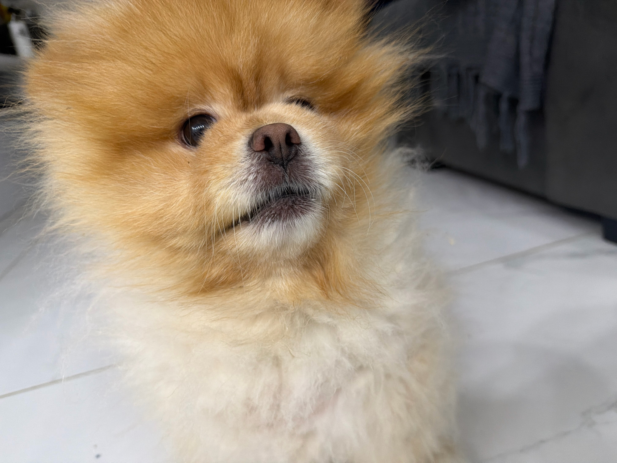 A Pomeranian dog with tan and white fur is looking upwards and slightly to the left. The dog has dark eyes, a dark nose, and is in focus. The background is blurred and appears to be indoors, with a tiled floor and a dark, textured surface on the right. No specific location in Tbilisi, Georgia is identifiable from the image.