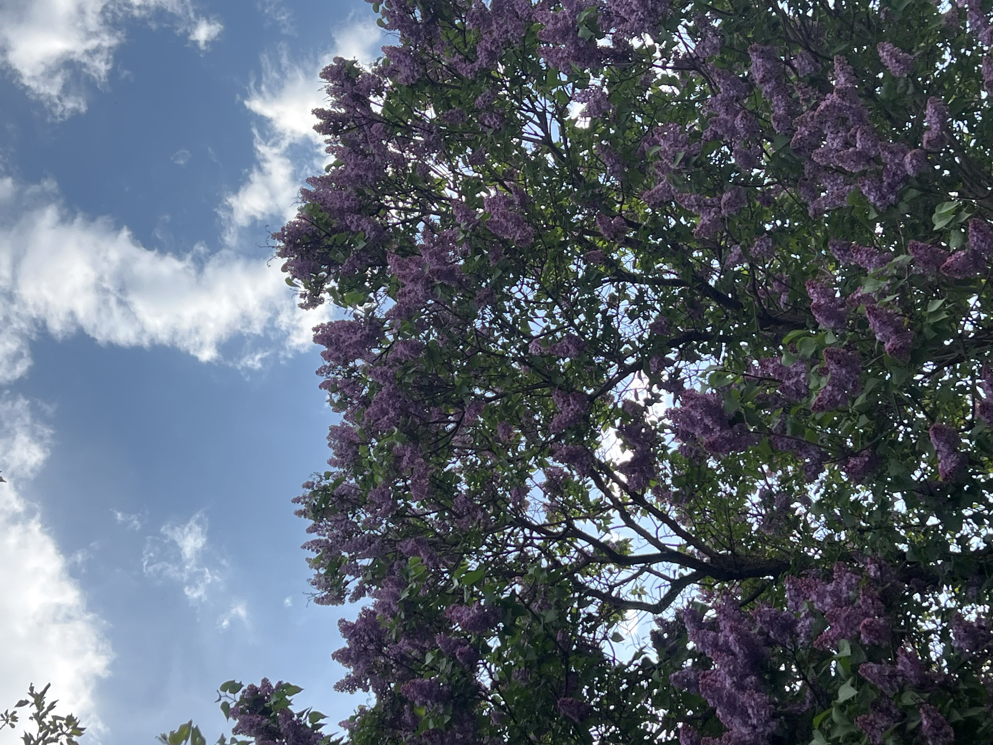 A low-angle shot shows a lilac tree in full bloom with purple flowers against a partly cloudy sky. The upper right quadrant of the image is filled with the tree's foliage, while the upper left quadrant reveals the sky with scattered white clouds. The branches and flowers of the lilac tree extend downwards, partially obscuring the view, especially in the lower part of the frame. The photograph appears to have been taken in an outdoor setting on a bright day. Location cannot be confirmed due to lack of evidence.