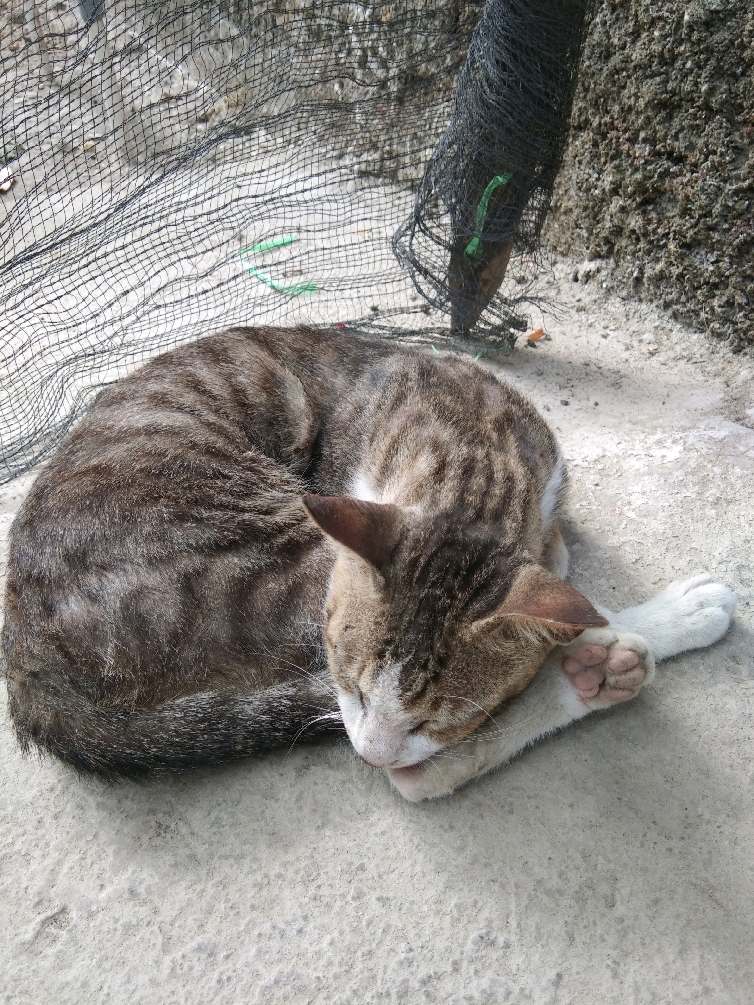 A tabby cat is curled up asleep on a concrete surface, partially covered by a black mesh net. The cat's fur is a mix of brown, grey, and black stripes, with white on its paws and face. One white paw is resting on its face, partially obscuring its nose. The mesh net is draped over the cat and extends to the left and up, creating shadows. Behind the net on the right, a rough, textured wall or surface is visible. The scene appears to be outdoors, possibly in an alley or courtyard. The lighting suggests it is daytime, with sunlight casting shadows. The cat is the sole living subject in the image. The setting is likely an urban or semi-urban environment, with the concrete and mesh suggesting an area with some infrastructure, but the overall impression is one of a quiet, somewhat unkempt outdoor space. The image was taken in Karangsambung, Indonesia.