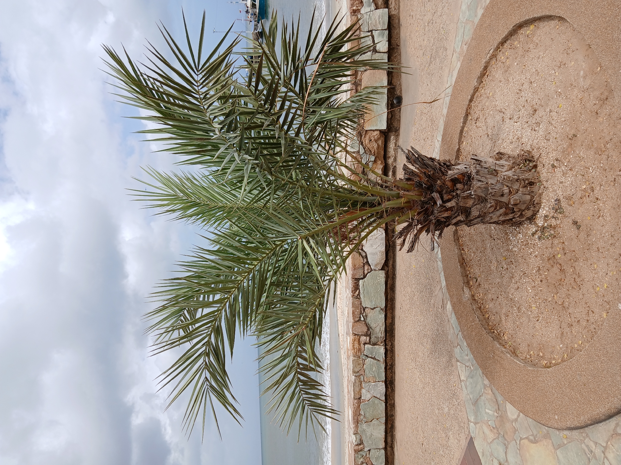A small palm tree is centered in the frame, its fronds extending towards the left of the image. The trunk emerges from a circular bed of sand and is surrounded by a paved area with stone borders. Beyond the tree and stone border is a sandy beach and the ocean. The sky above is cloudy. In the distance, on the water, are two small ships. The location is Juan Griego, Venezuela.