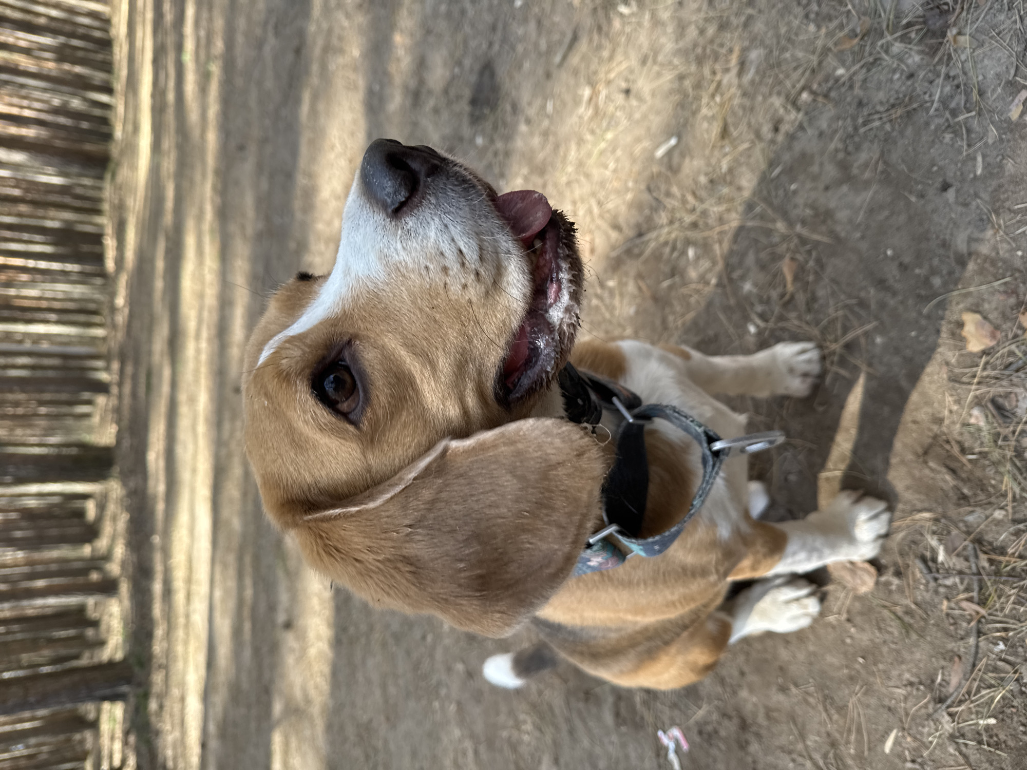 A medium shot depicts a Beagle dog sitting outdoors. The dog, with brown and white fur, wears a patterned collar. Its mouth is slightly open, revealing a pink tongue. The dog is seated on dirt and leaf litter. Tall, vertical shadows suggest sunlight filtering through trees. The location is Chaikovsky, Russia.