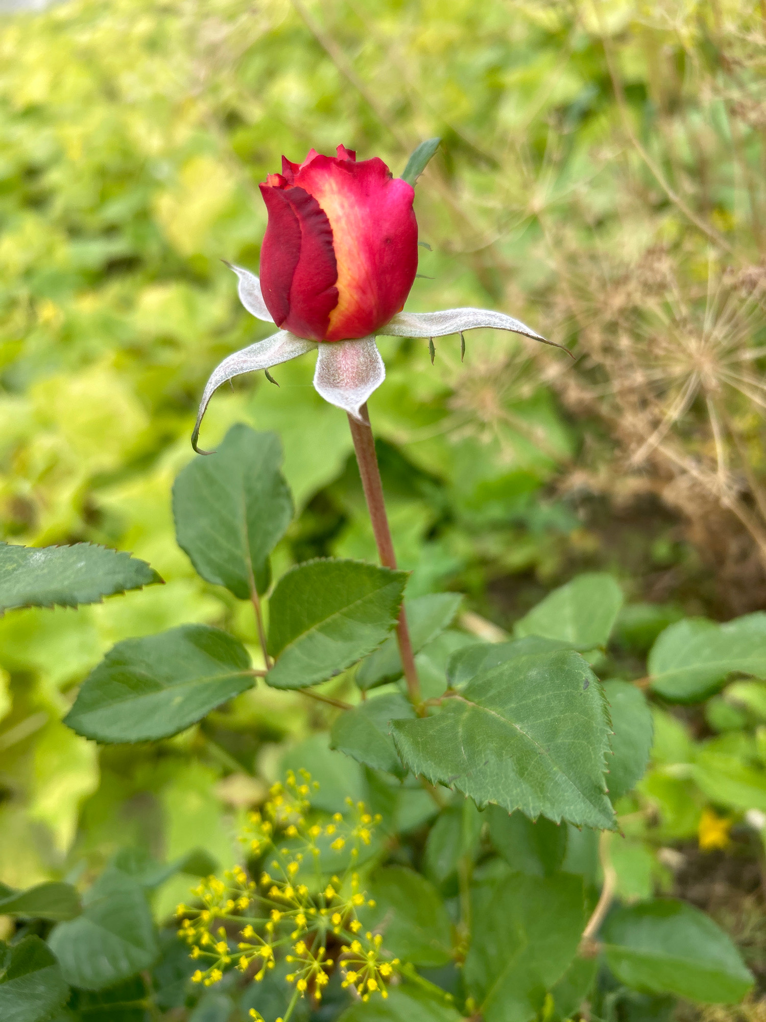 A close-up, slightly blurred shot of a single rosebud with red and yellow petals sits prominently in the center of the frame. The rosebud is surrounded by green leaves, and in the lower right corner, there is a cluster of small yellow flowers. The background is a bokeh of green foliage and dried seed heads. The image appears to be taken outdoors in a garden setting. There is no indication of the city of Қандыағаш қаласы әкімдігі, Kazakhstan.