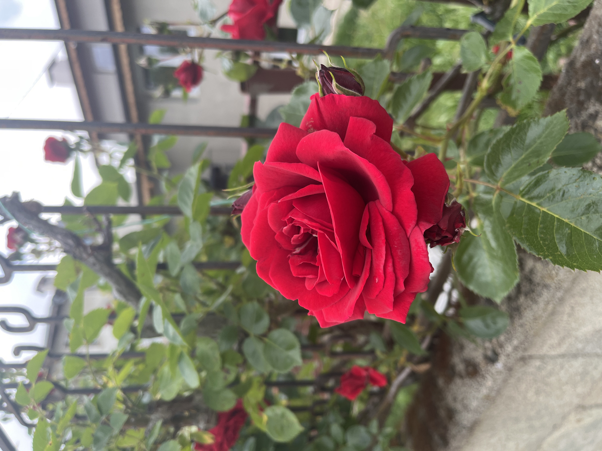 A close-up shot features a vibrant red rose in full bloom, with numerous petals tightly arranged, indicating a healthy and fresh flower. The rose is positioned against a backdrop of green foliage. A wrought-iron fence is partially visible behind the rose. The shot appears to be taken outdoors. The city of Varna, Bulgaria, is not discernable. There are no people visible in the image.