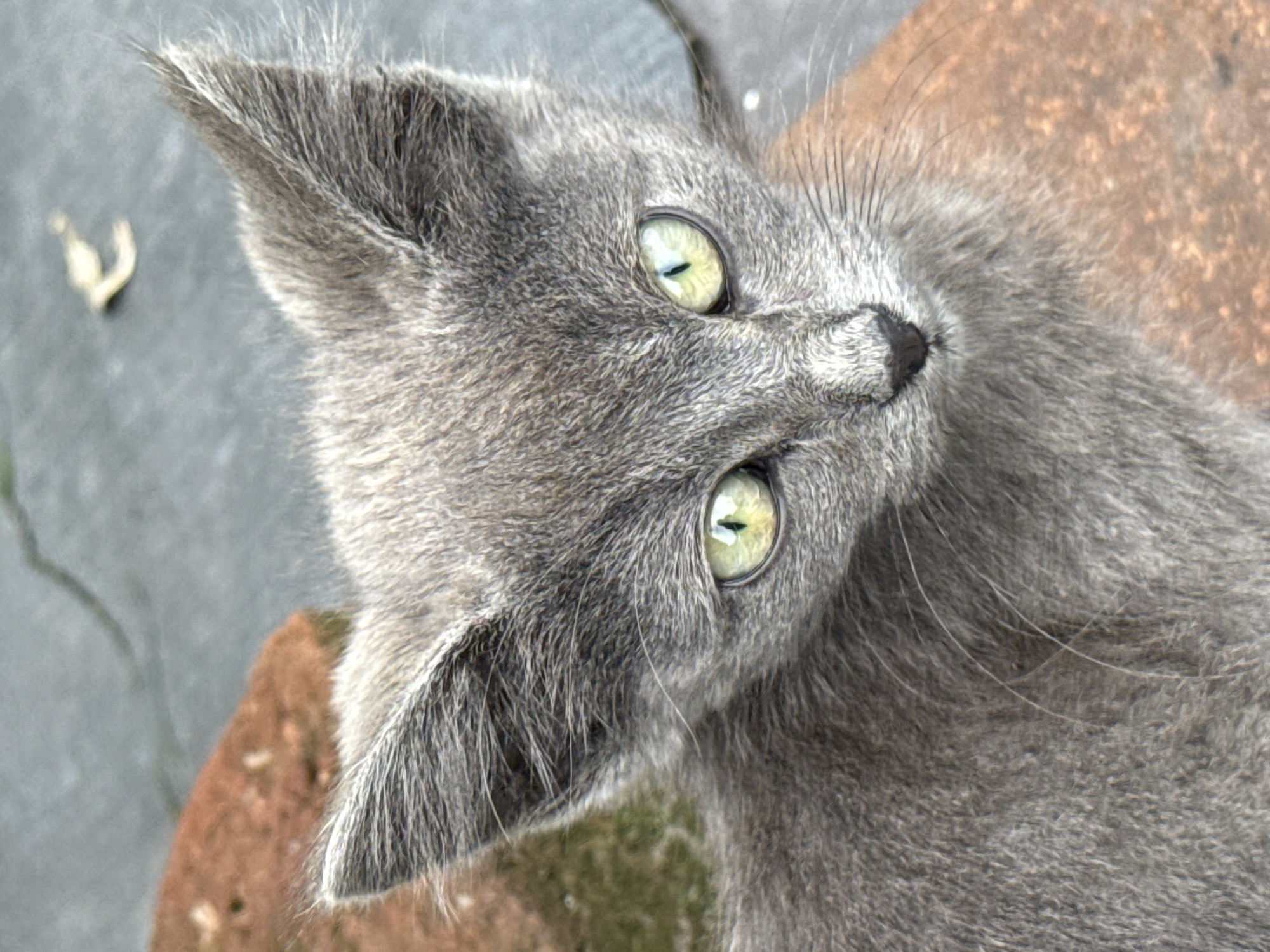 A close-up, eye-level, full-frame, vertical, natural light, outdoor photograph shows a young, grey kitten looking directly at the camera. The kitten's fur is short and appears somewhat disheveled. Its ears are pointed and stand upright. The kitten has large, striking green eyes with dark vertical pupils, and its nose is dark grey. Long, white whiskers extend from its muzzle. The kitten is positioned on a rough, textured surface that appears to be reddish-brown in color, possibly a brick or stone. In the background, the ground is a muted grey, possibly concrete or asphalt, with a thin, dark line, likely a crack or a shadow. There is also a small, blurry, pale yellow object in the upper background, which could be a dried leaf or piece of debris. No people or other animals are visible. The setting does not provide any specific indicators to place it within the city of Kamensk-Uralsky, Russia.